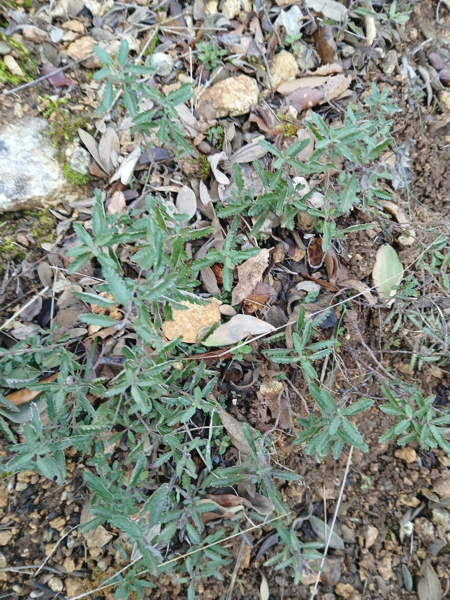 Germander