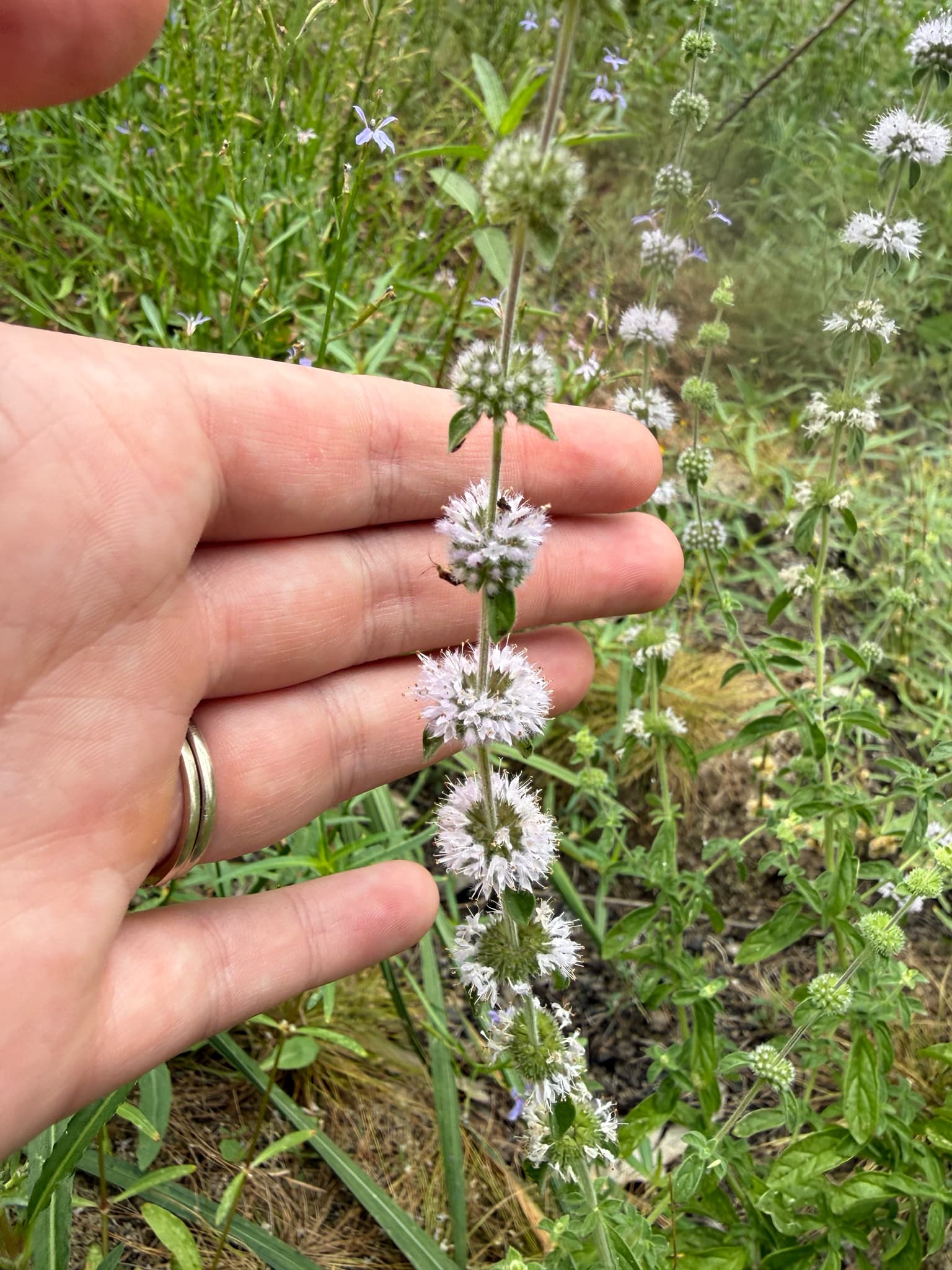 Pennyroyal