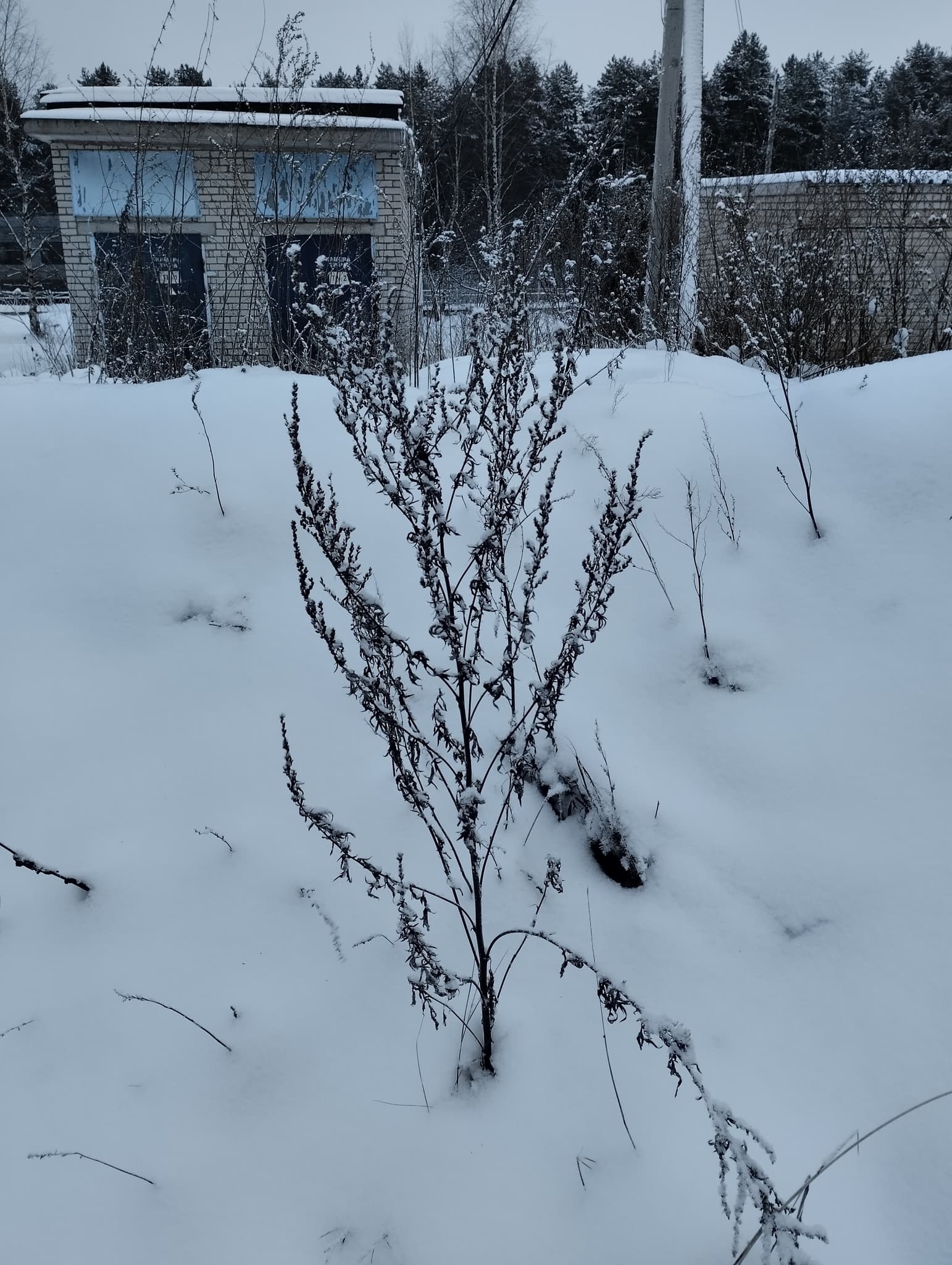 Mugwort