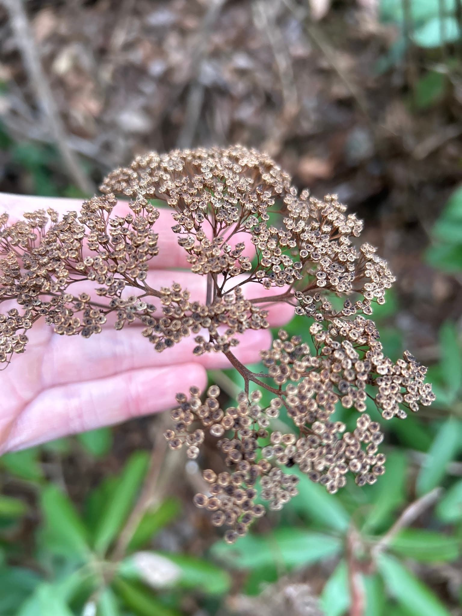 Hydrangea tapalapensis