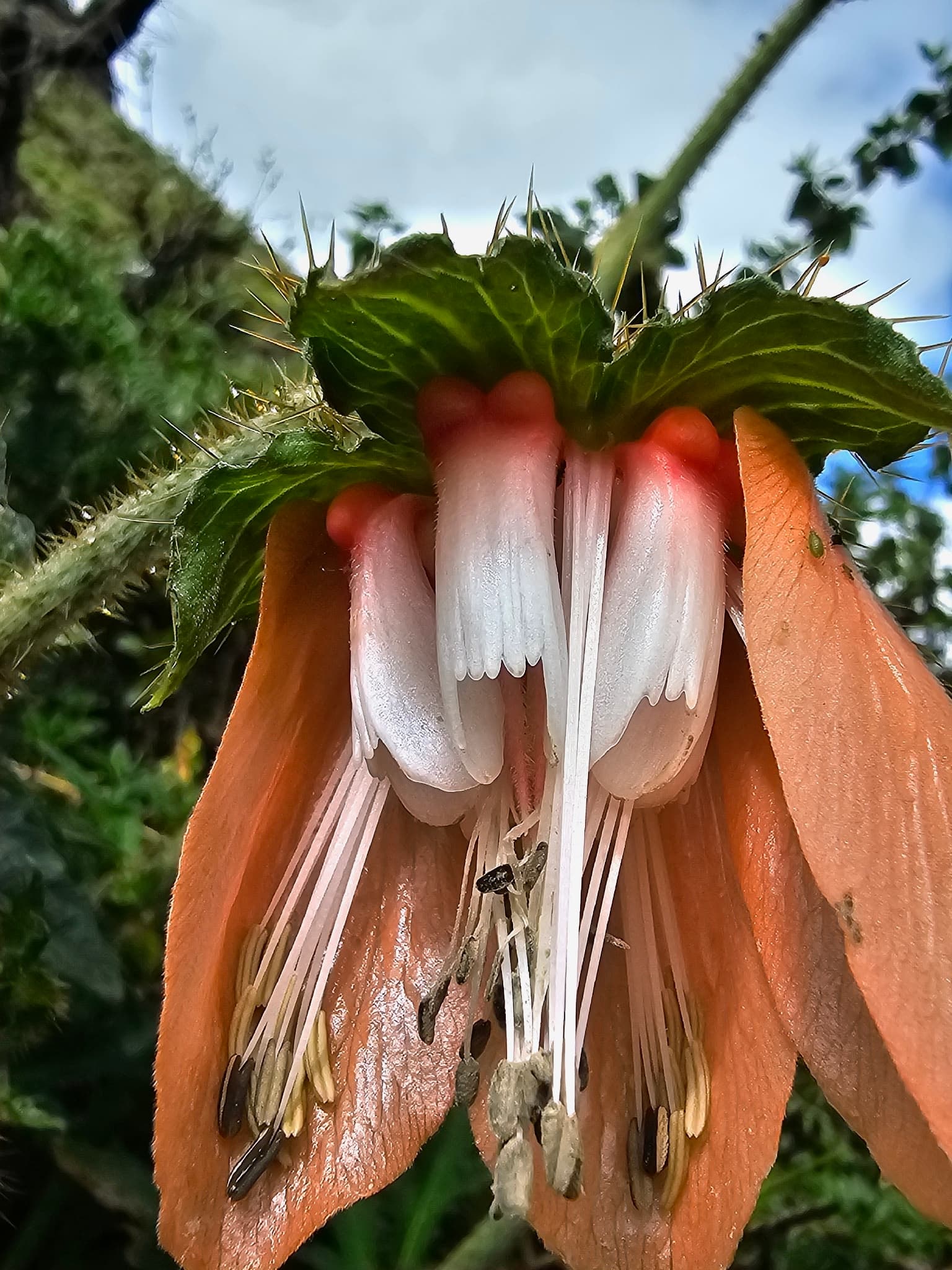 Nasa macrophylla
