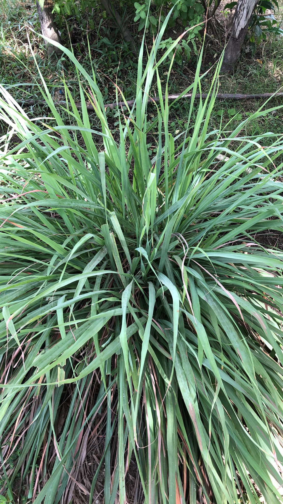 Lemongrass