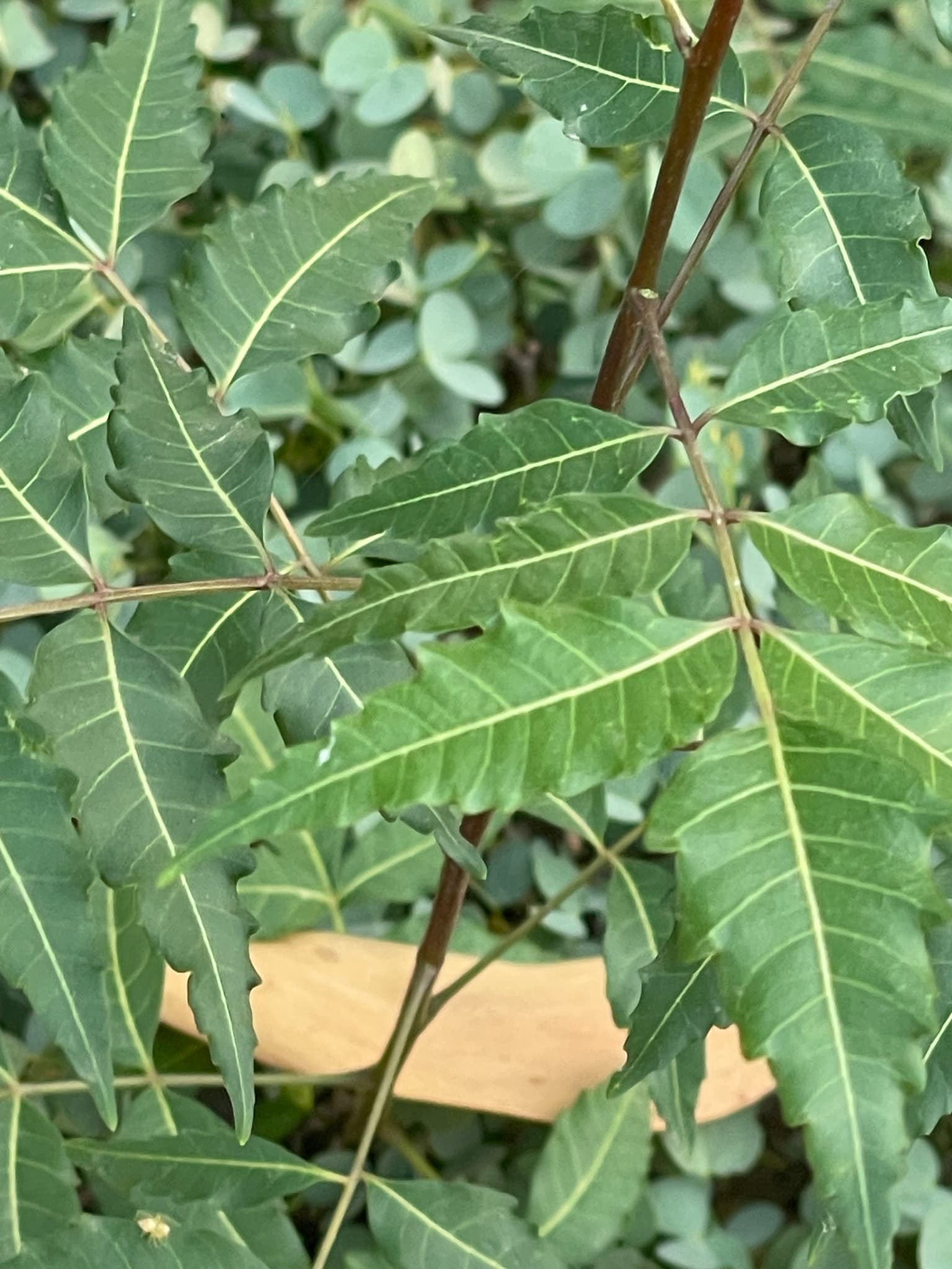 Neem