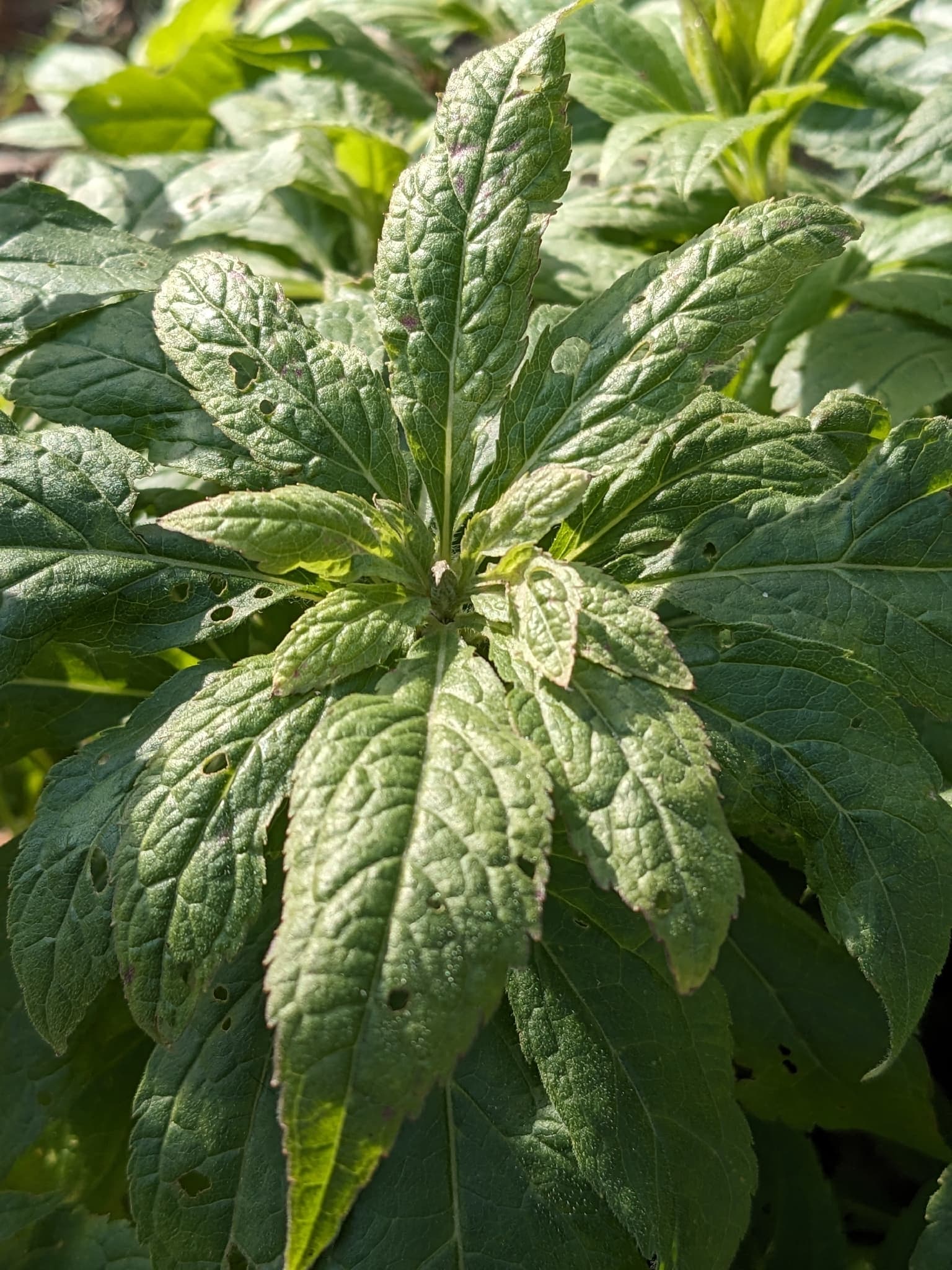 Hemp Agrimony