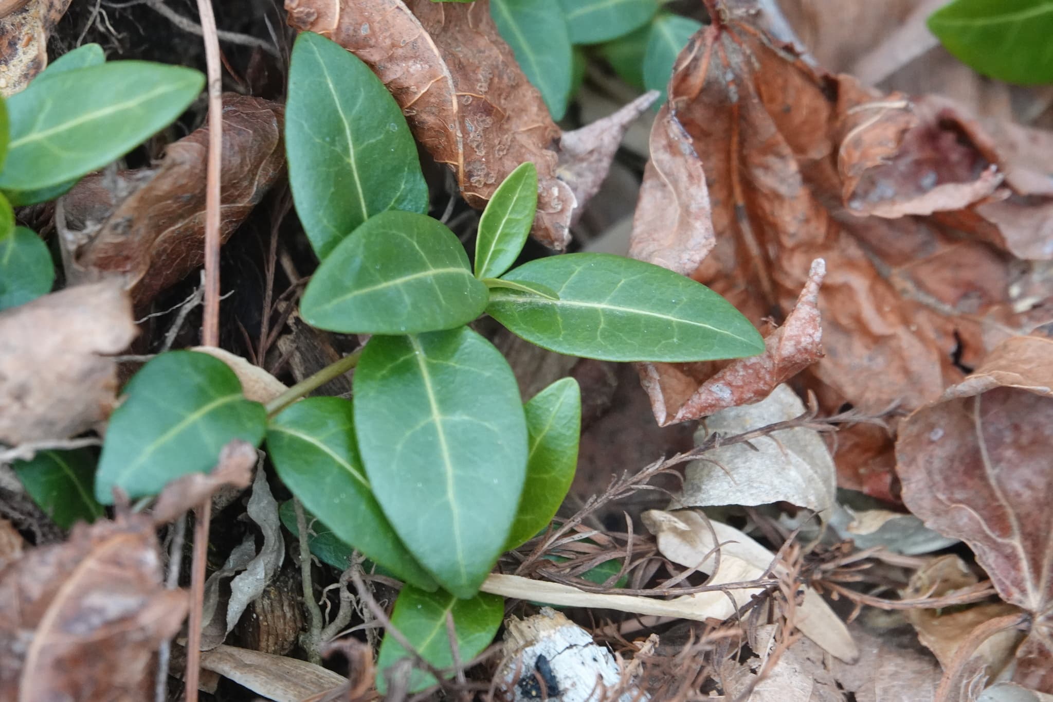 Periwinkle