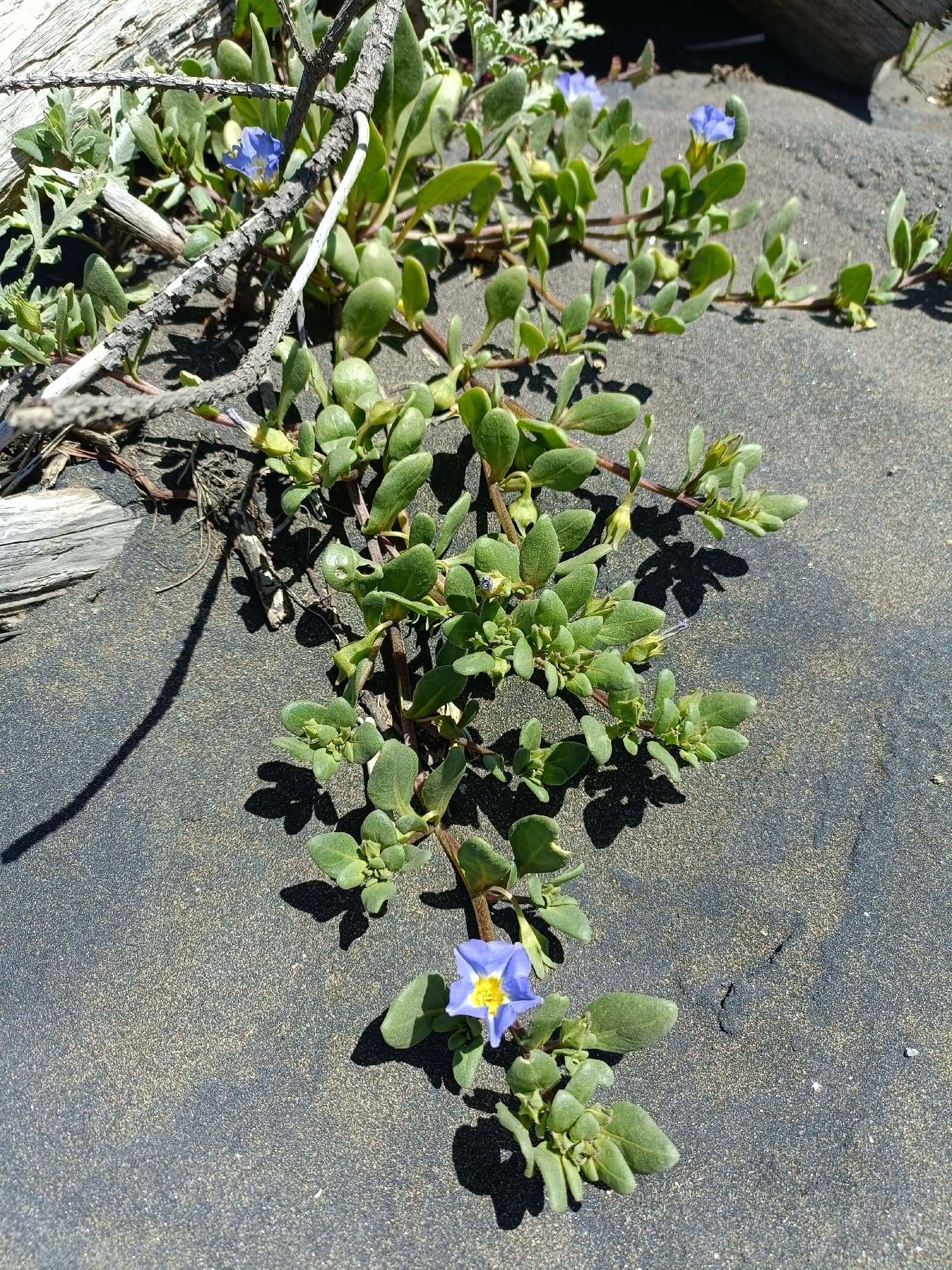 Nolana samaensis