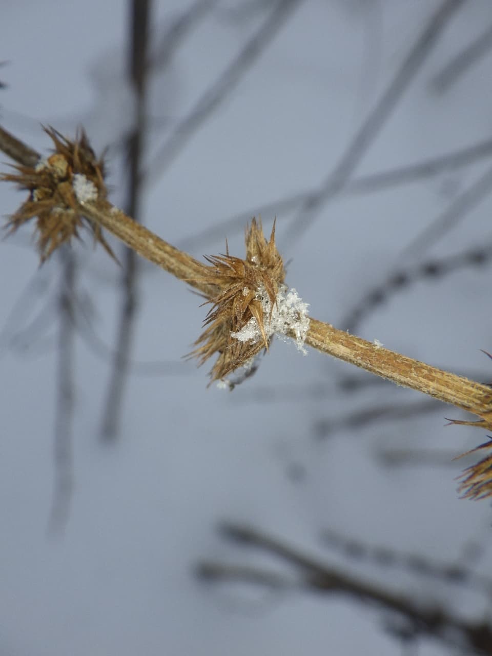 Bugleweed