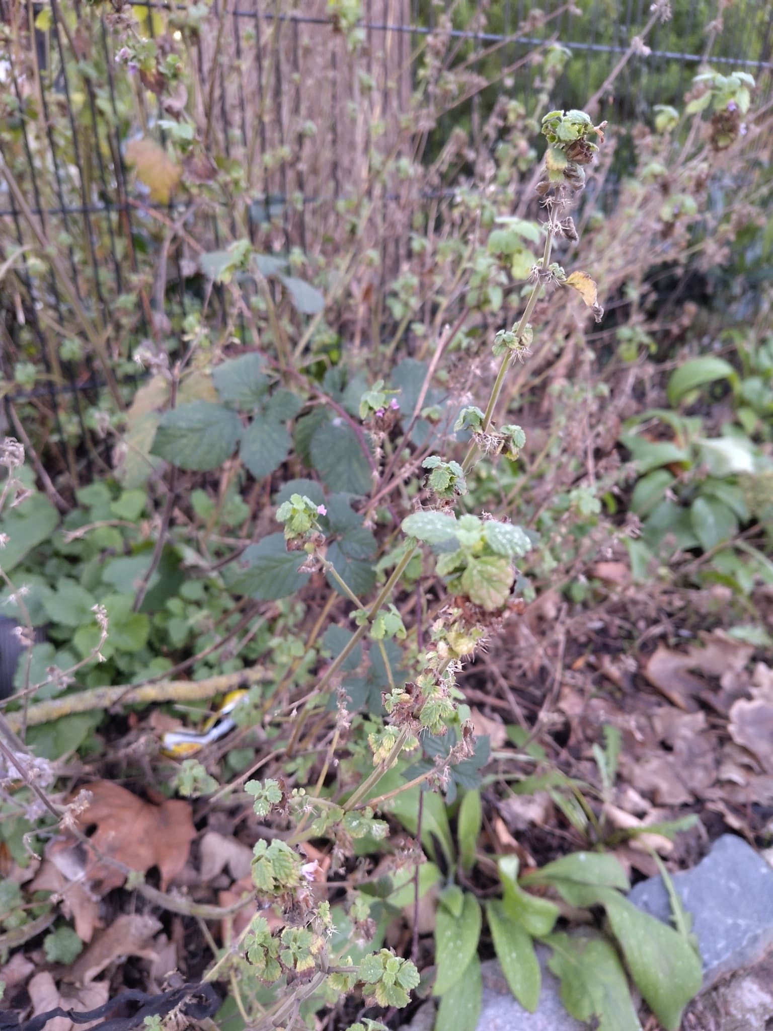 Black Horehound