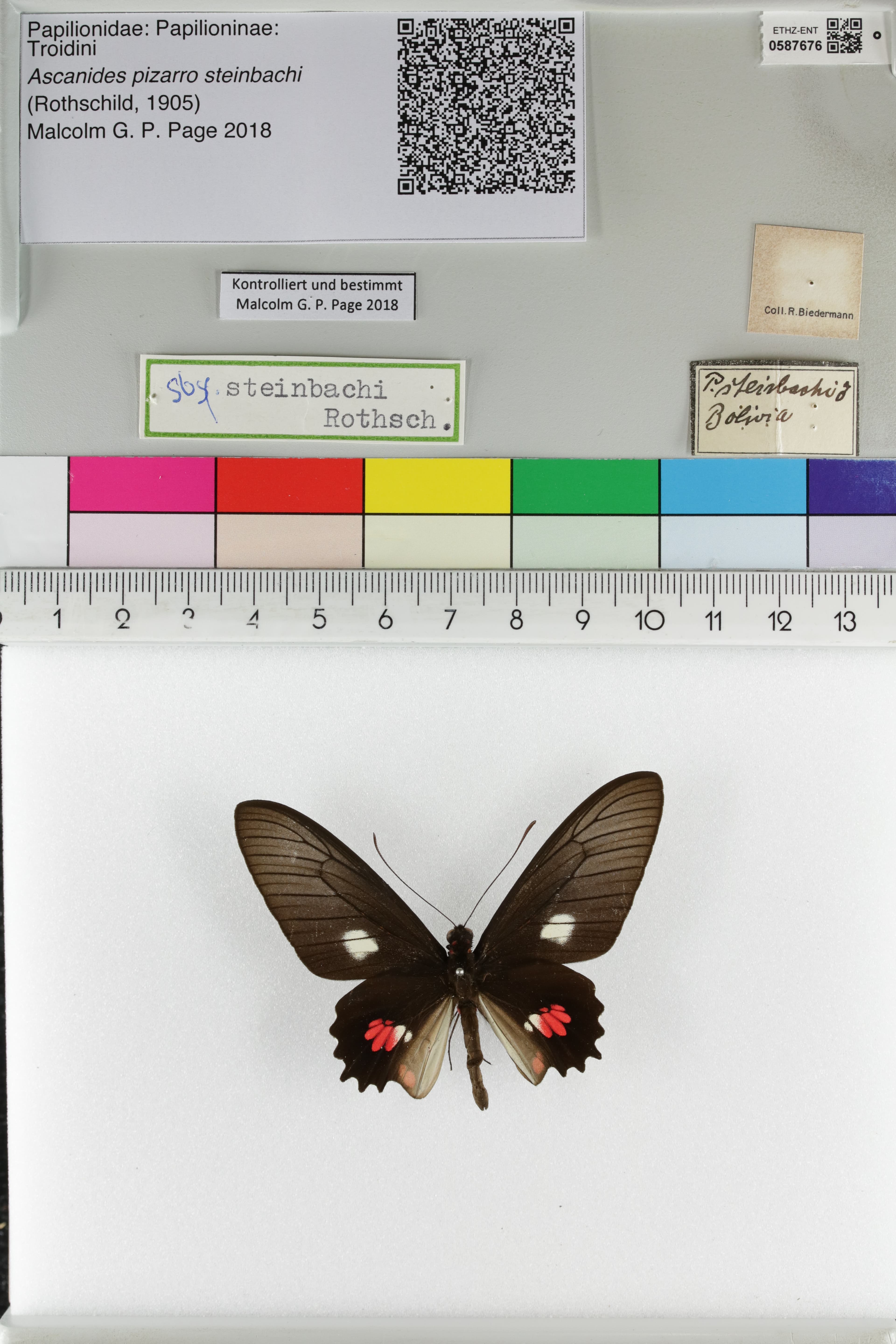 Parides steinbachi