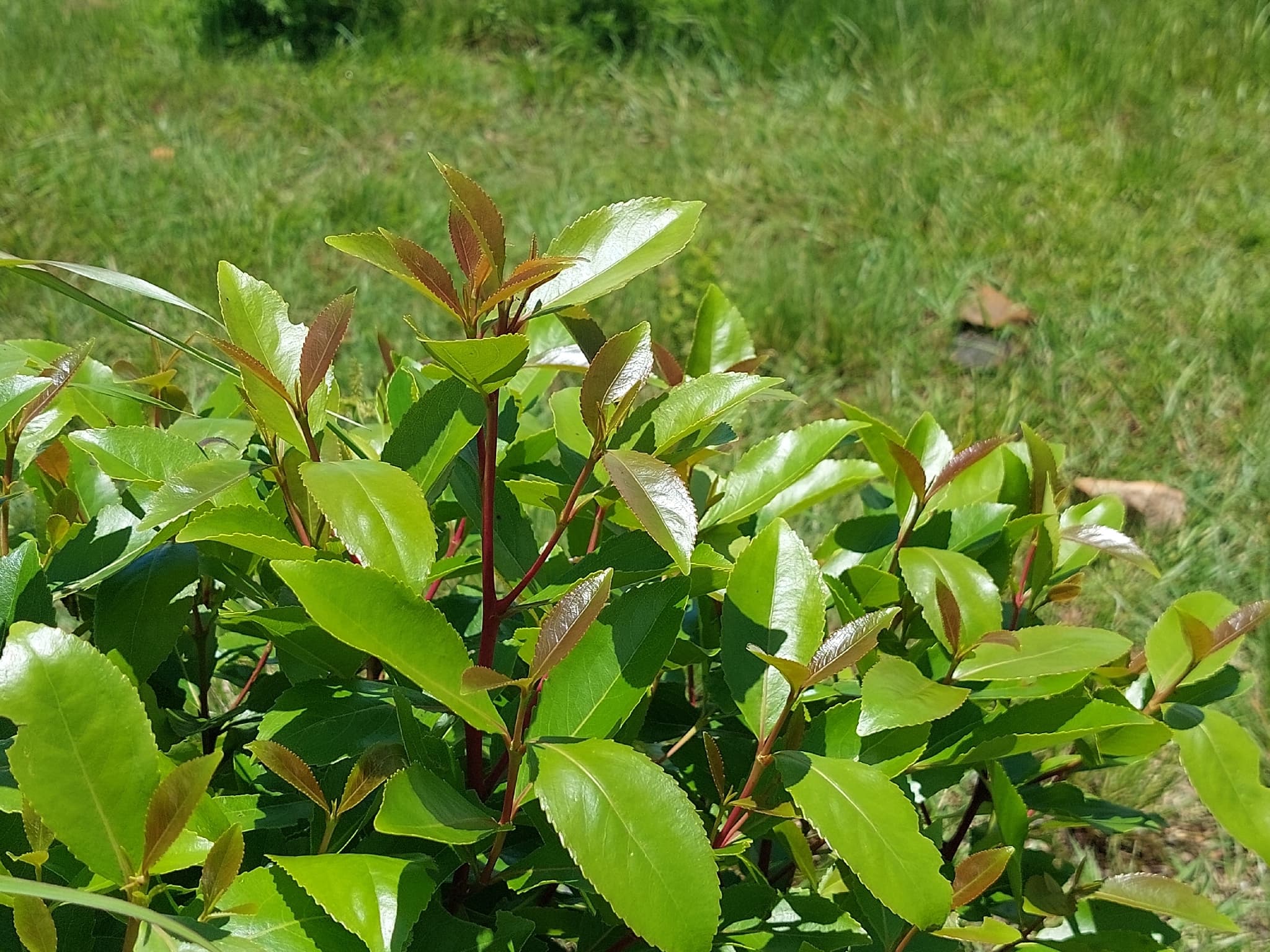 Khat