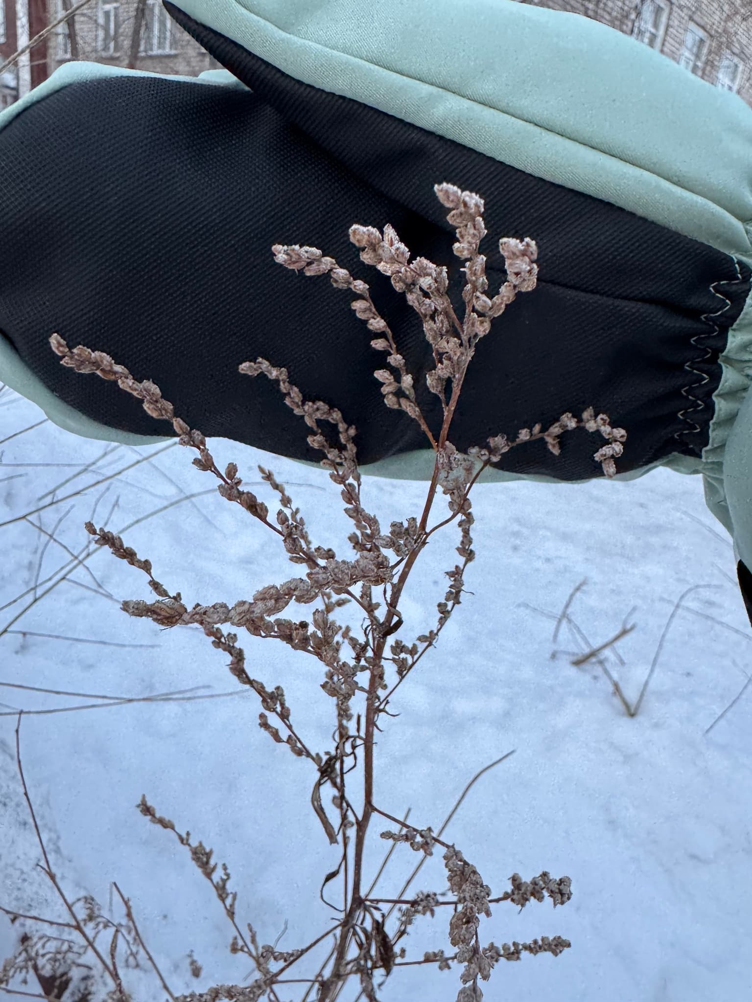 Mugwort