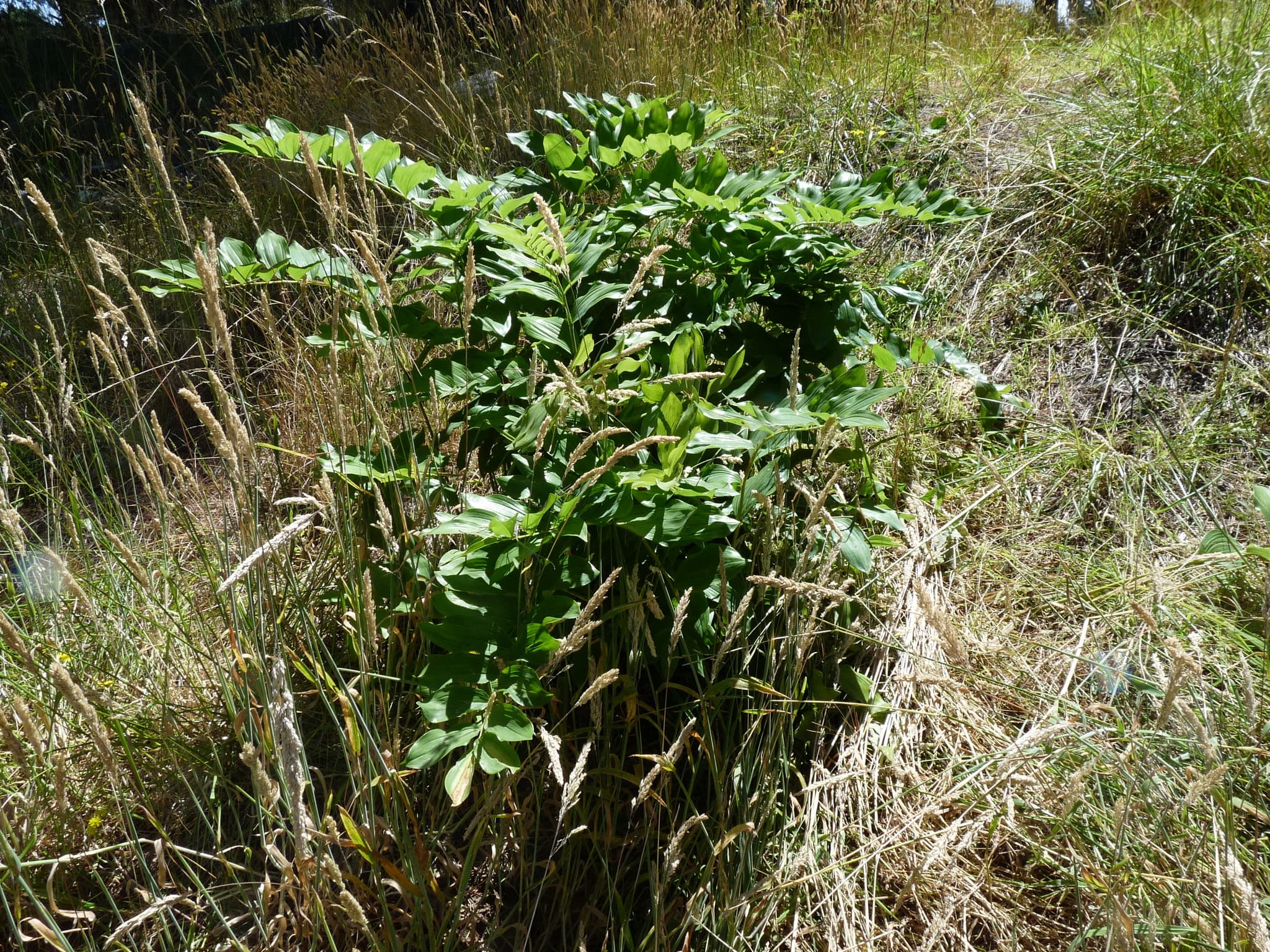 Solomon's Seal