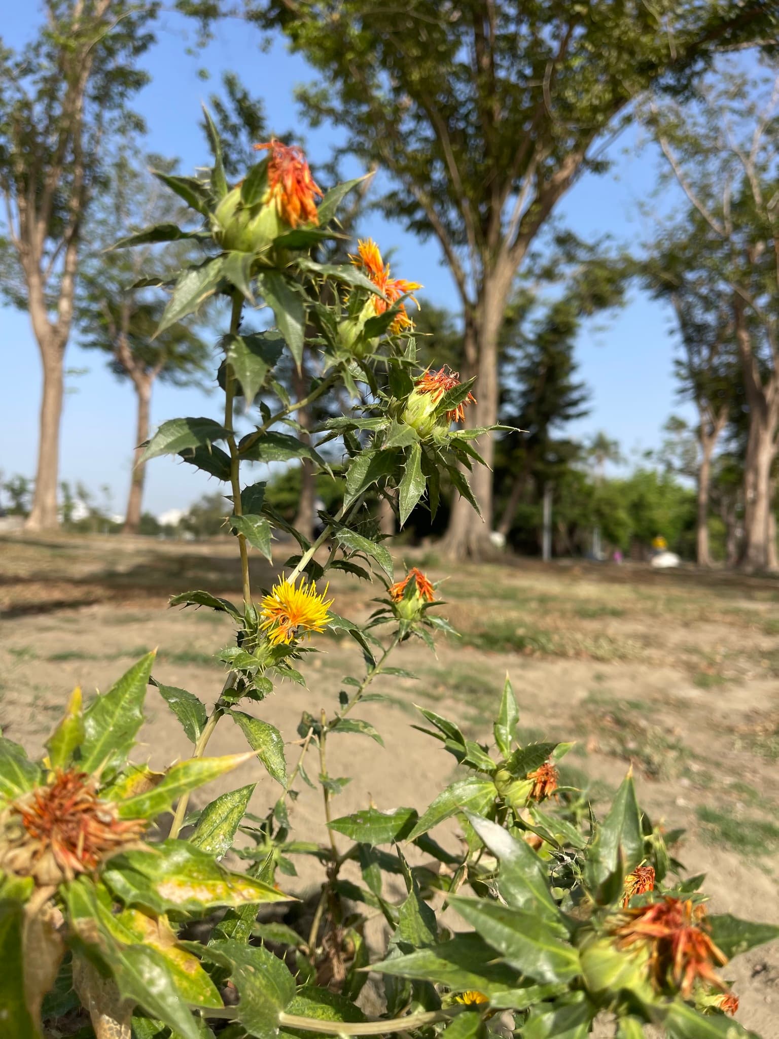 Safflower