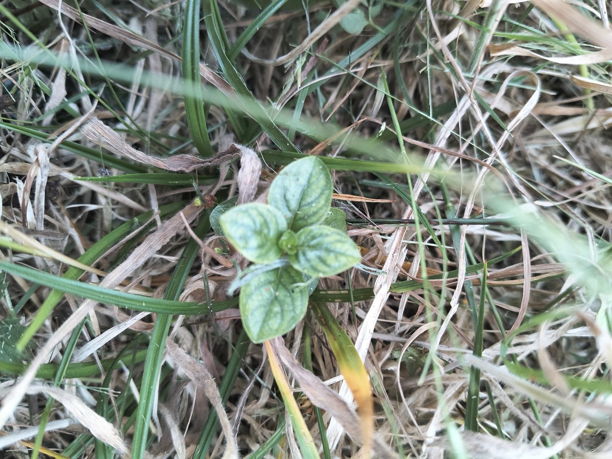 Pennyroyal