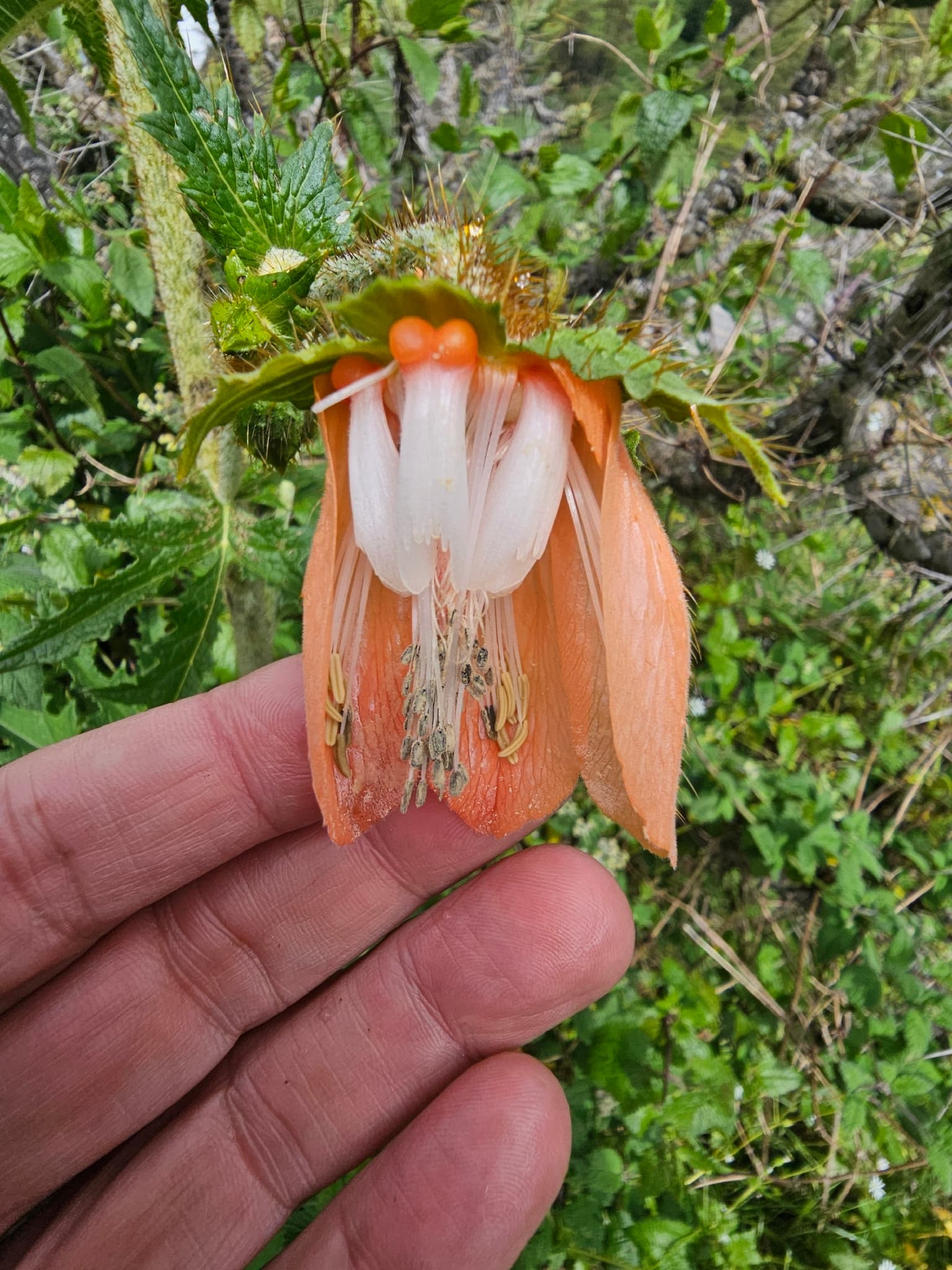 Nasa macrophylla
