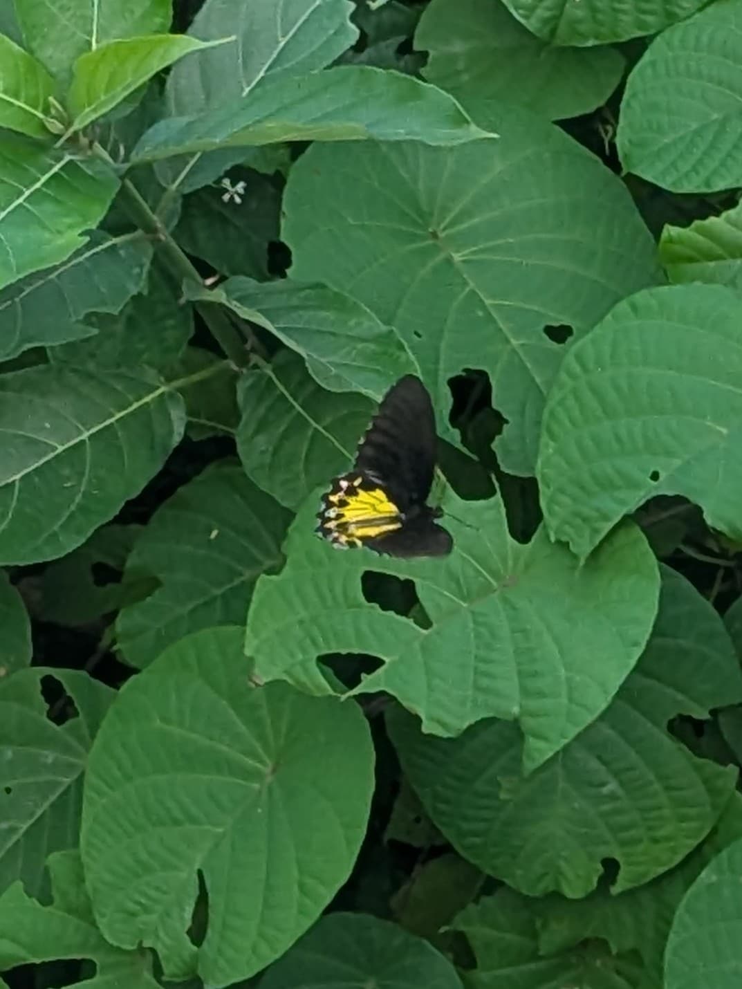 Troides tantalus