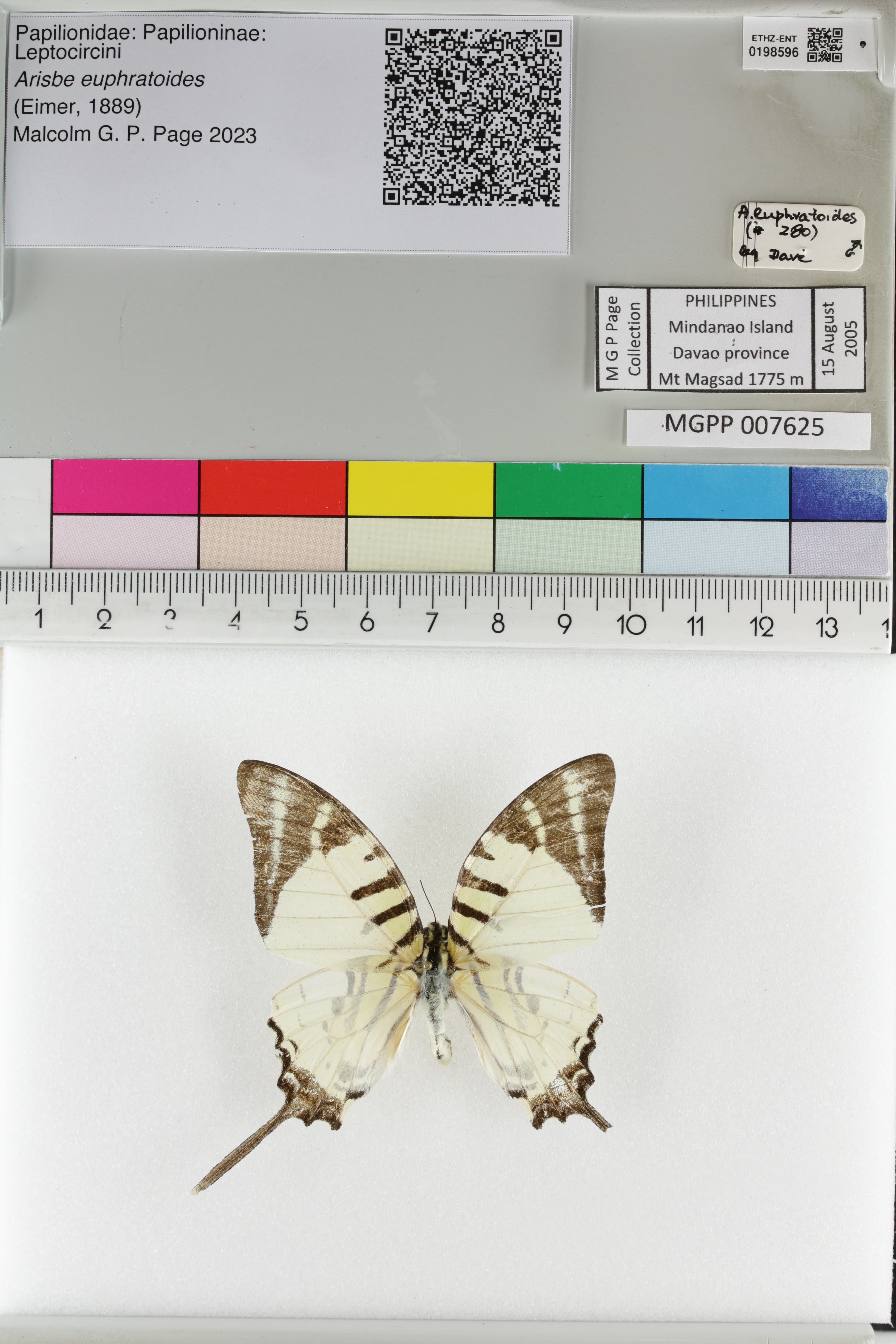 Graphium euphratoides