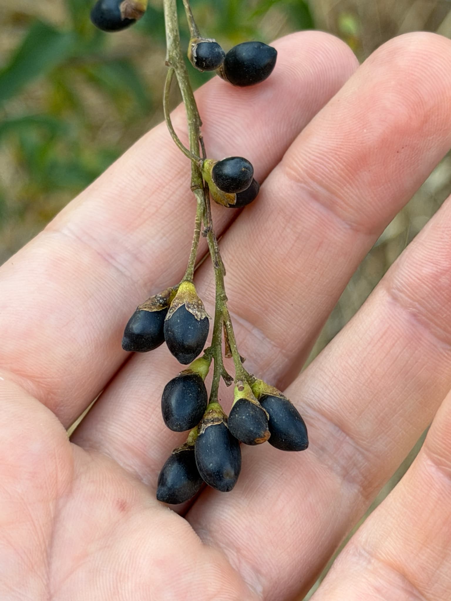 Peru cestrum