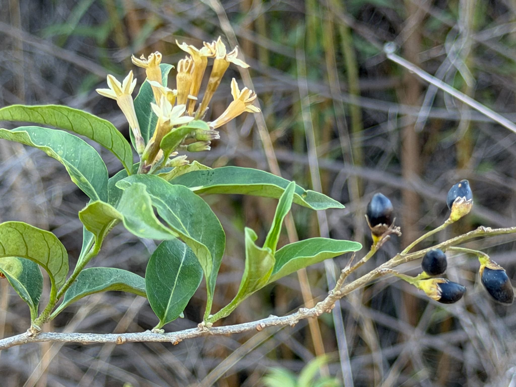 Peru cestrum