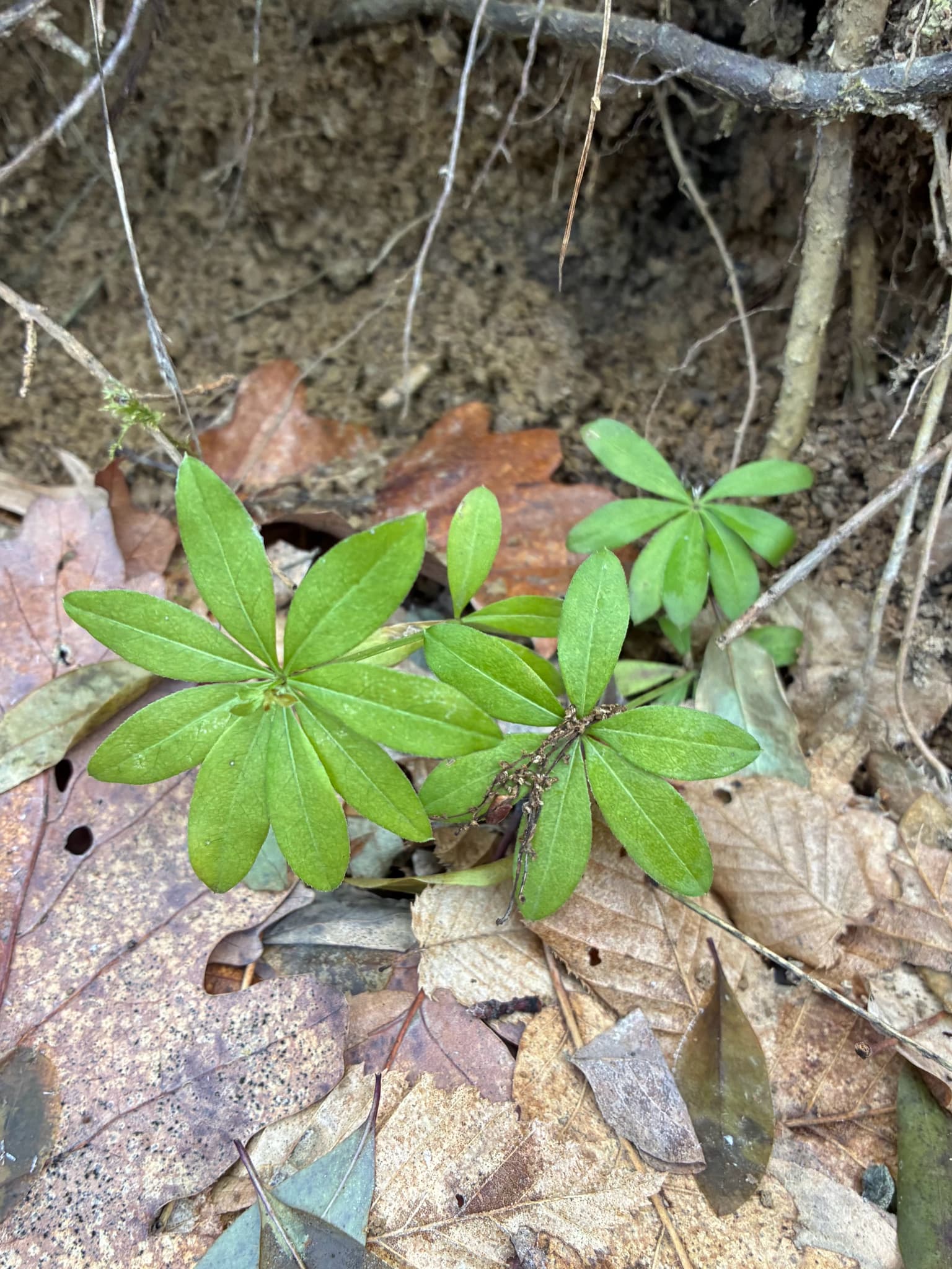 Woodruff