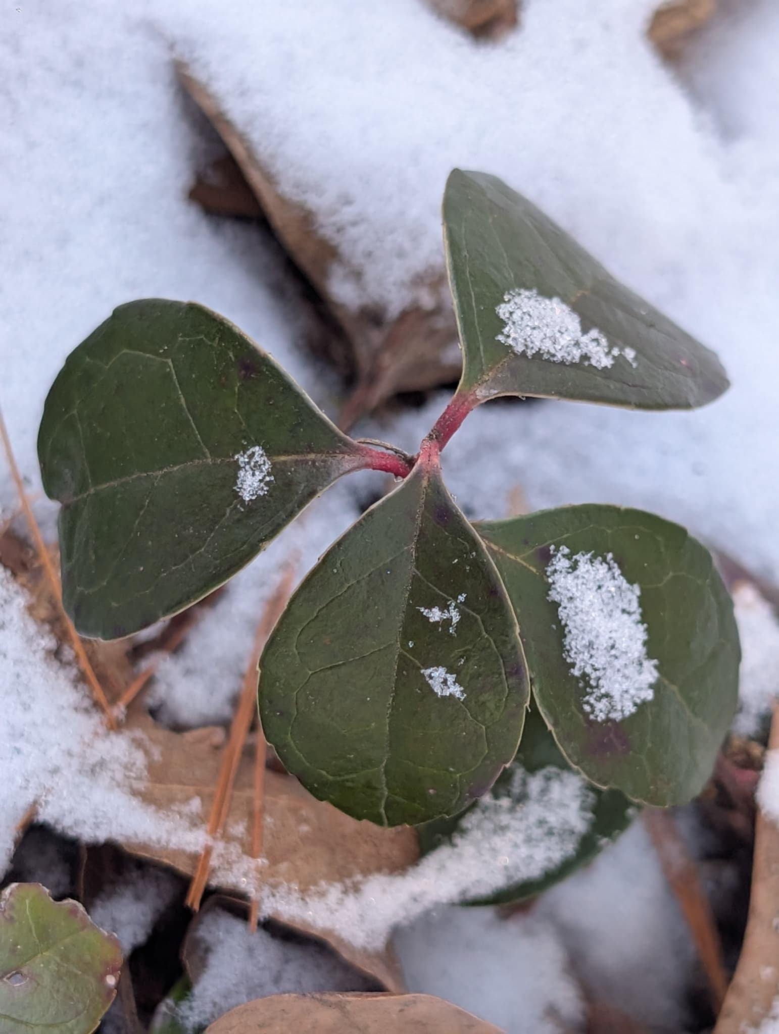 Wintergreen