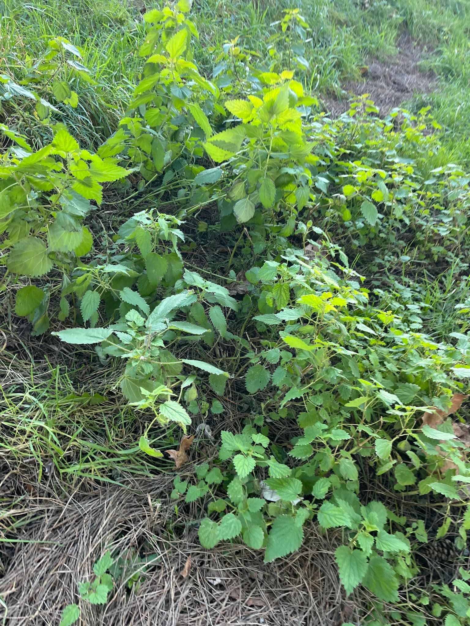Nettle