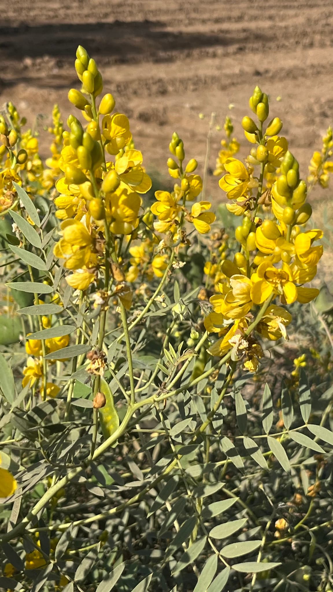 Senna
