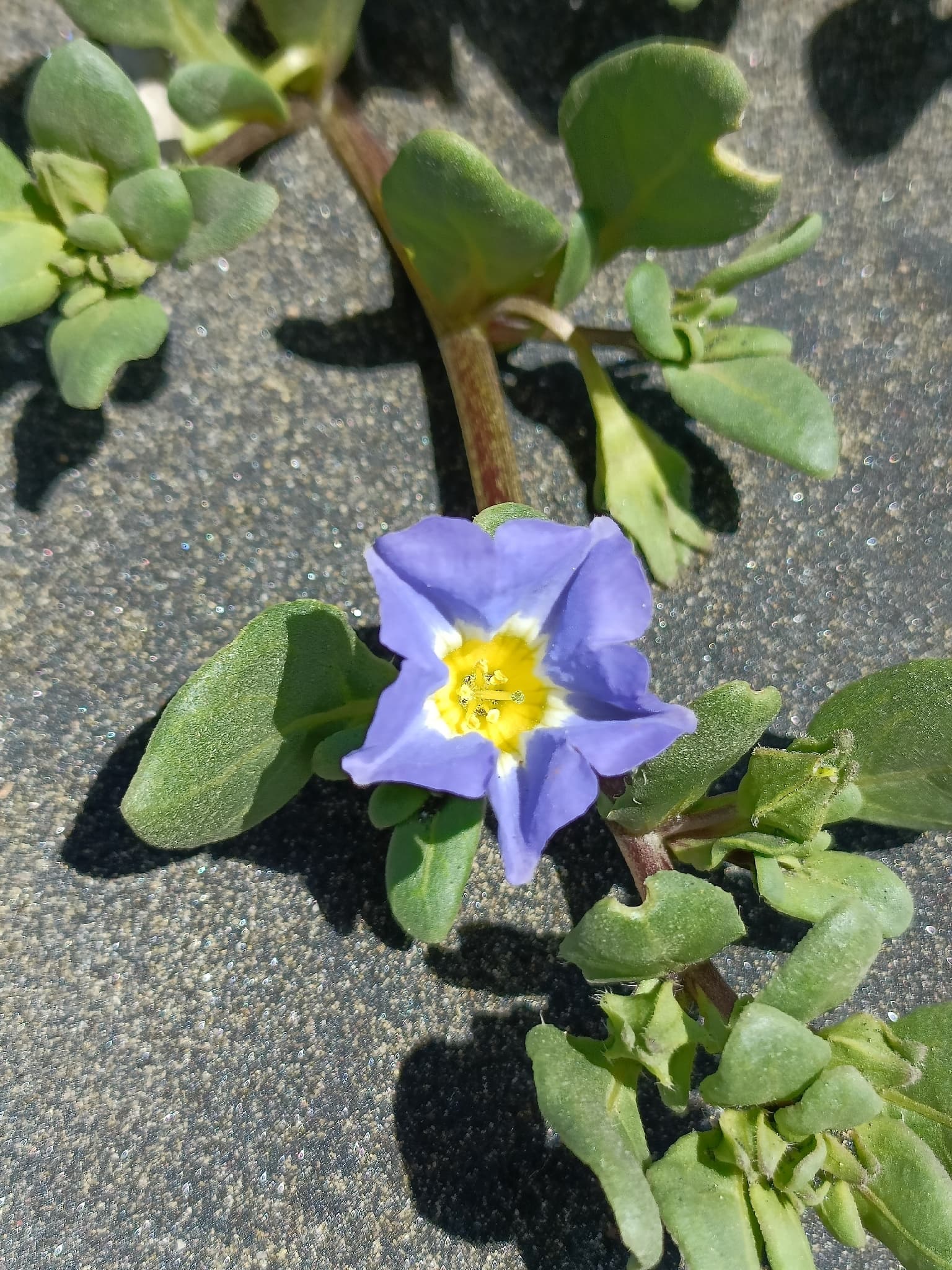 Nolana samaensis