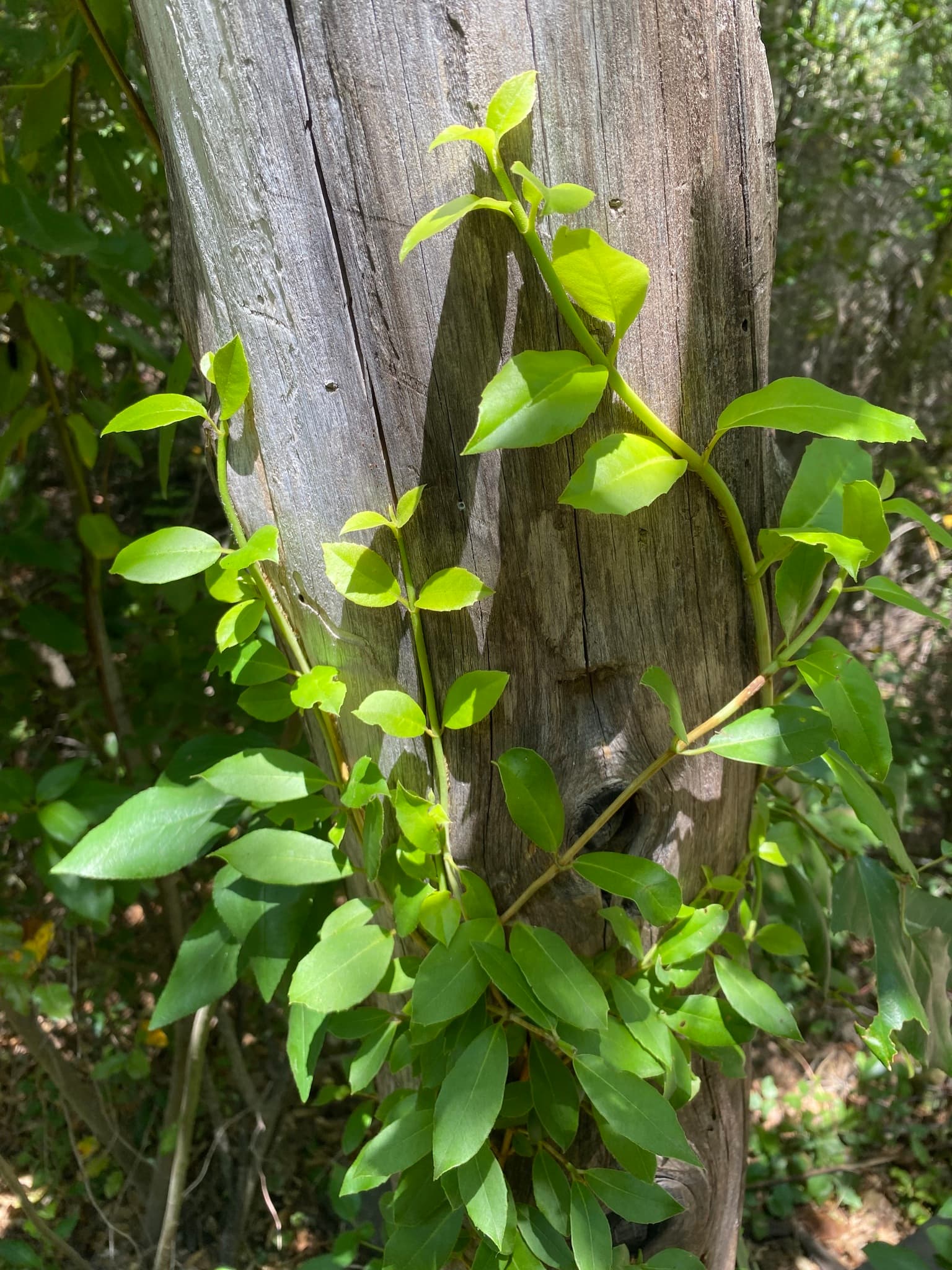 Hydrangea tapalapensis