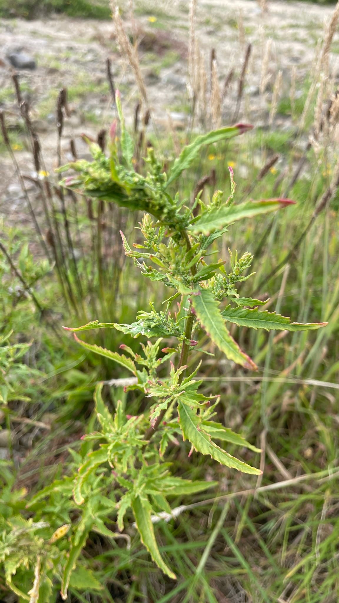Epazote