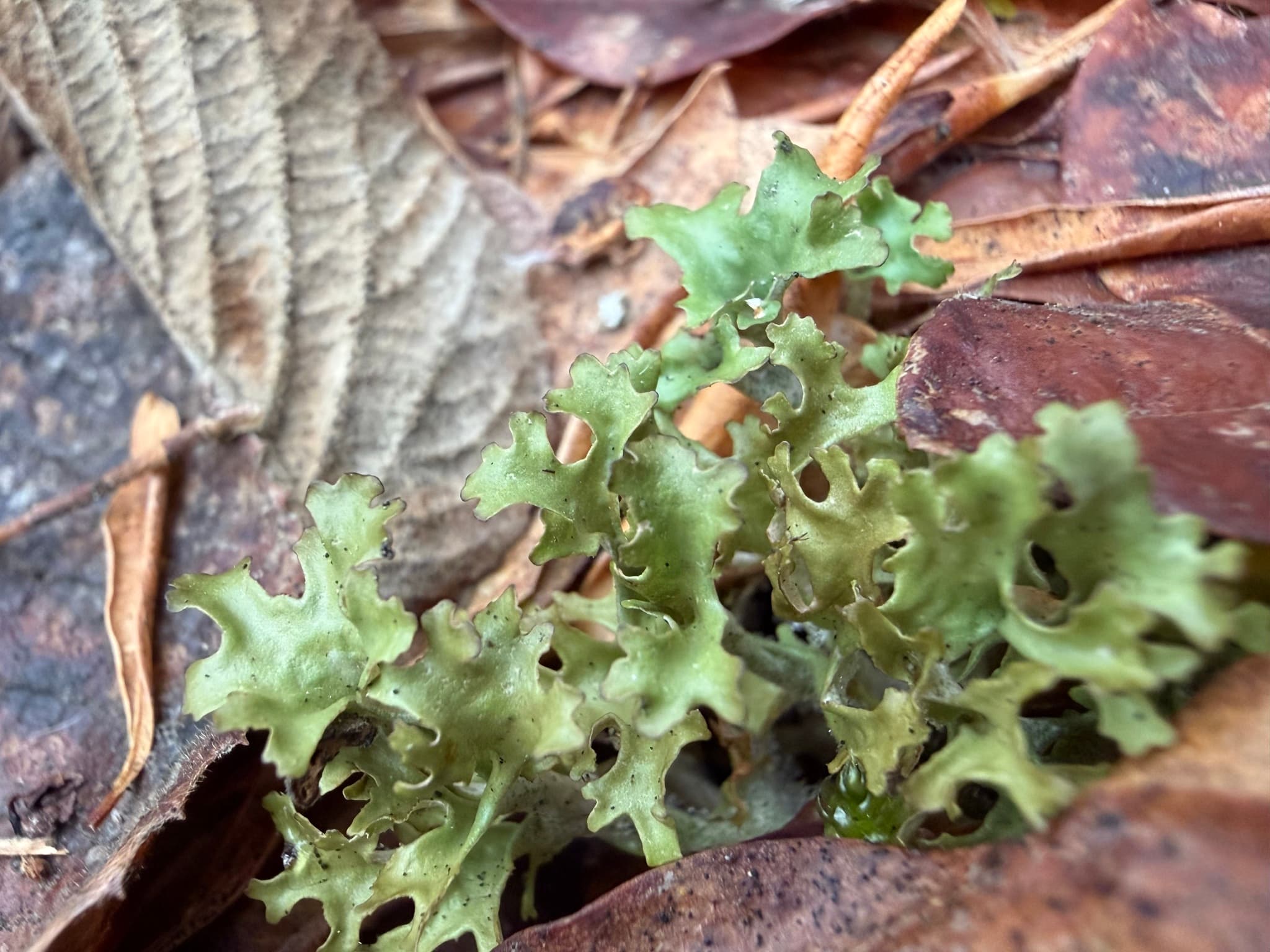 Iceland Moss
