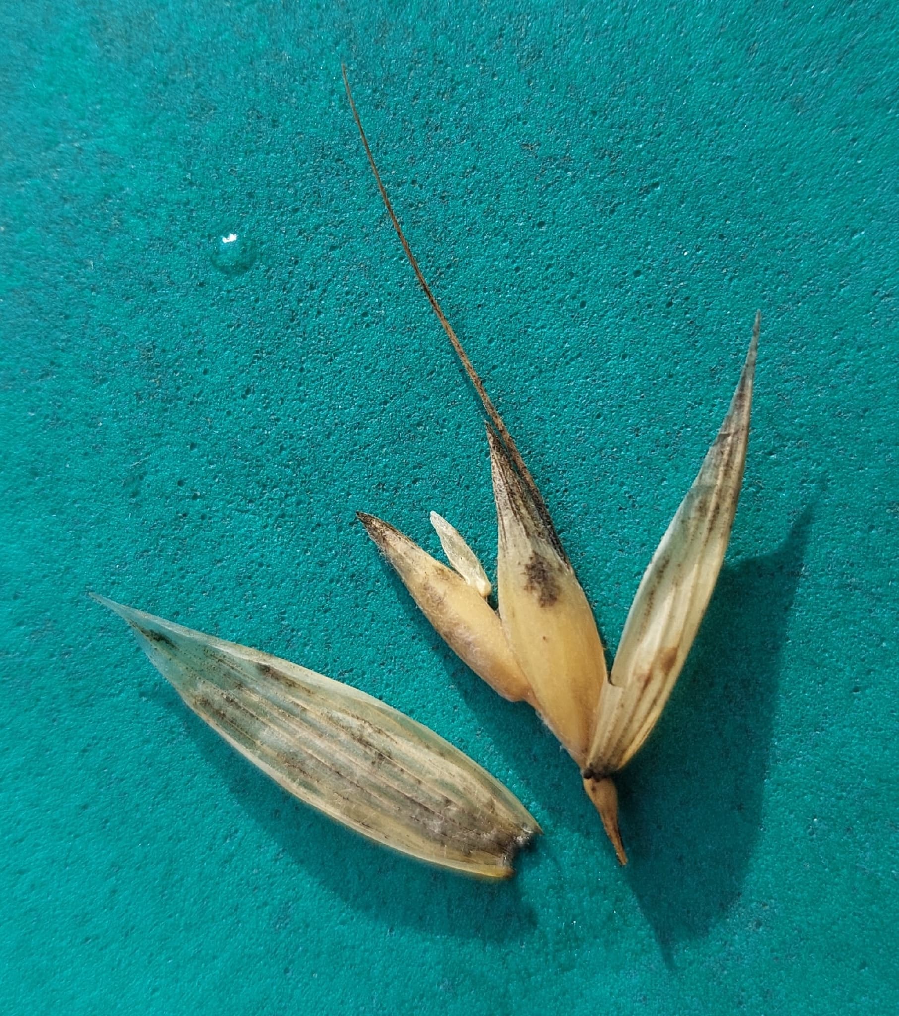 Oat Straw