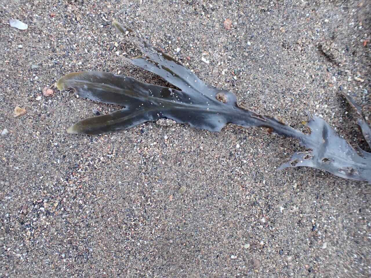 Bladderwrack
