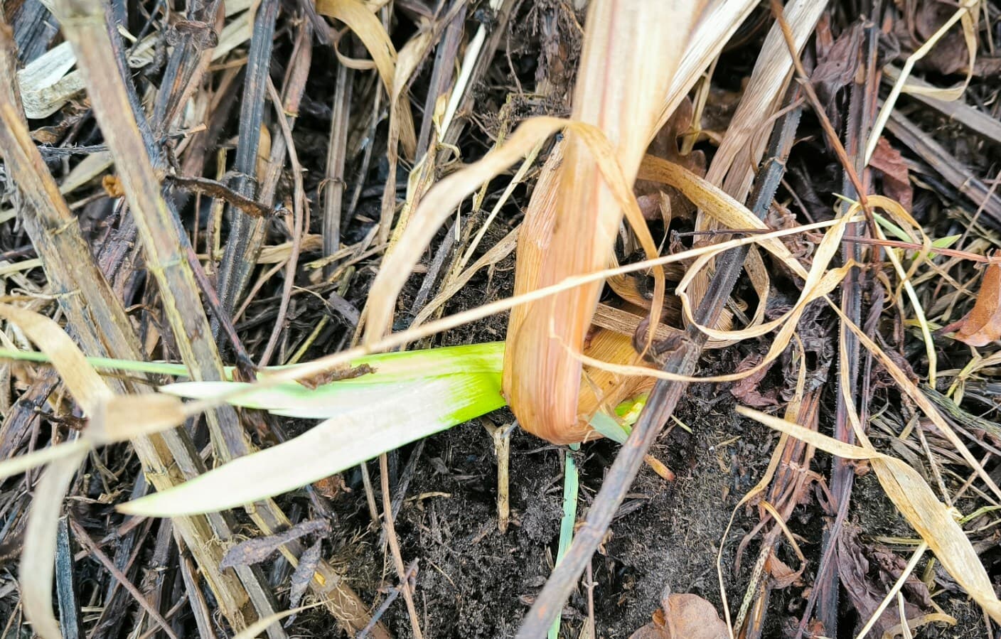 Calamus