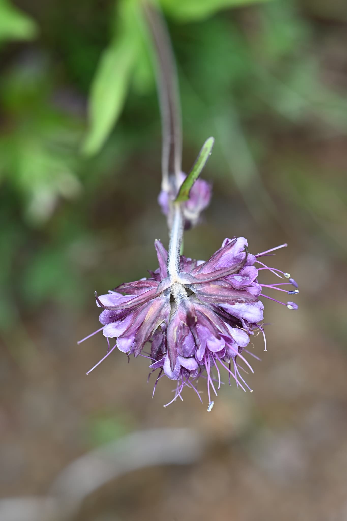 Spikenard