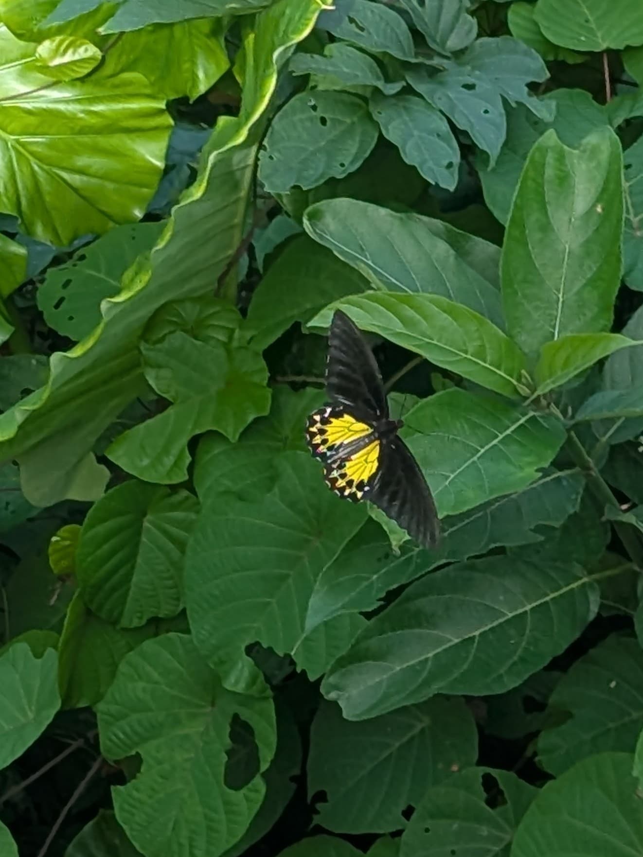 Troides nymphalides