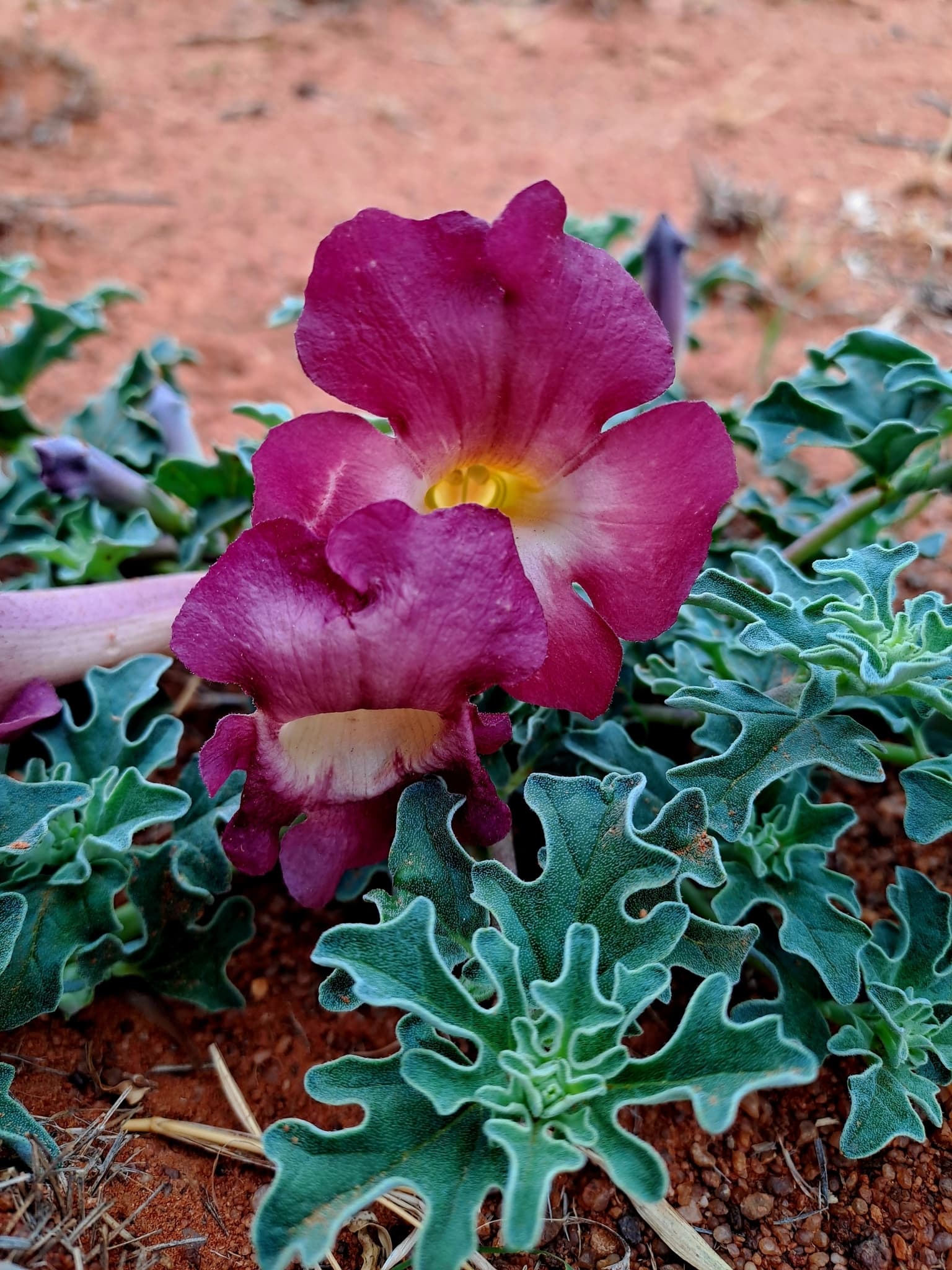 Devil's Claw