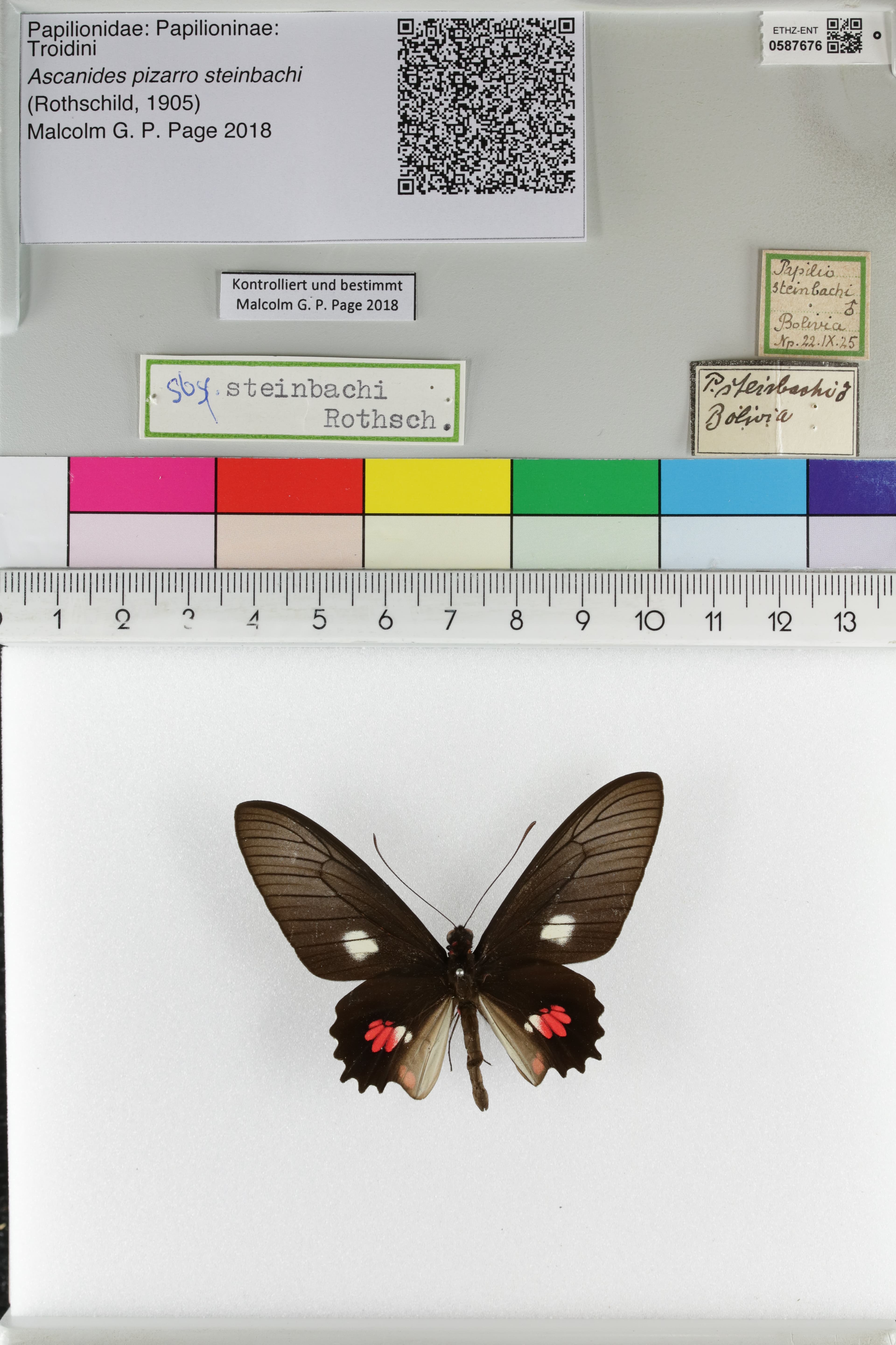 Parides steinbachi