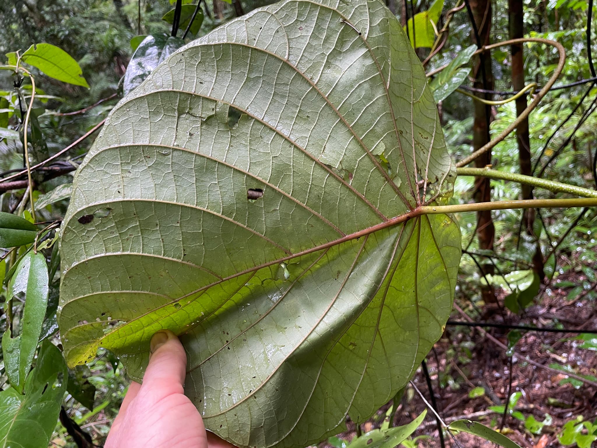 Decalobanthus calyculatus