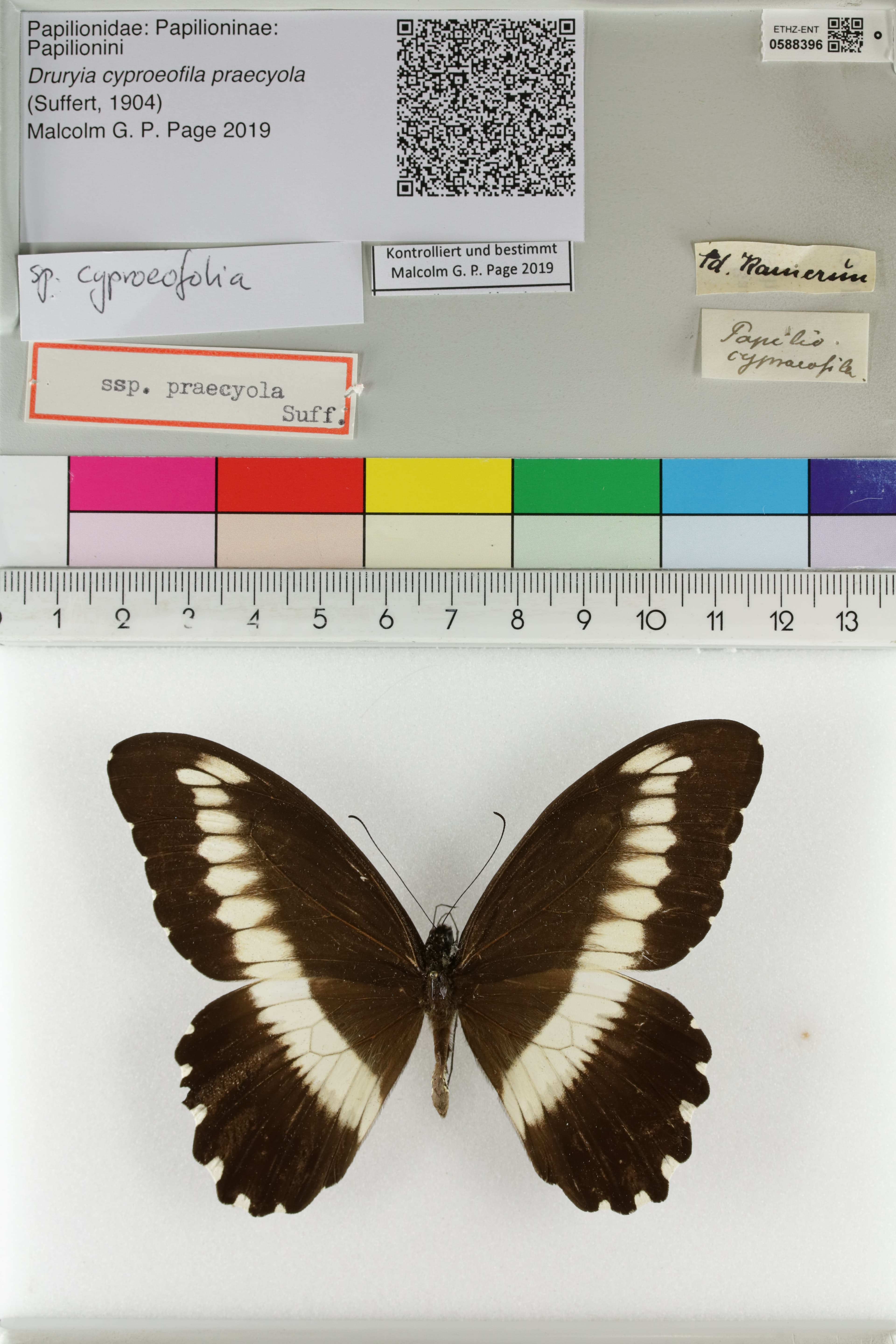 Papilio fernandus