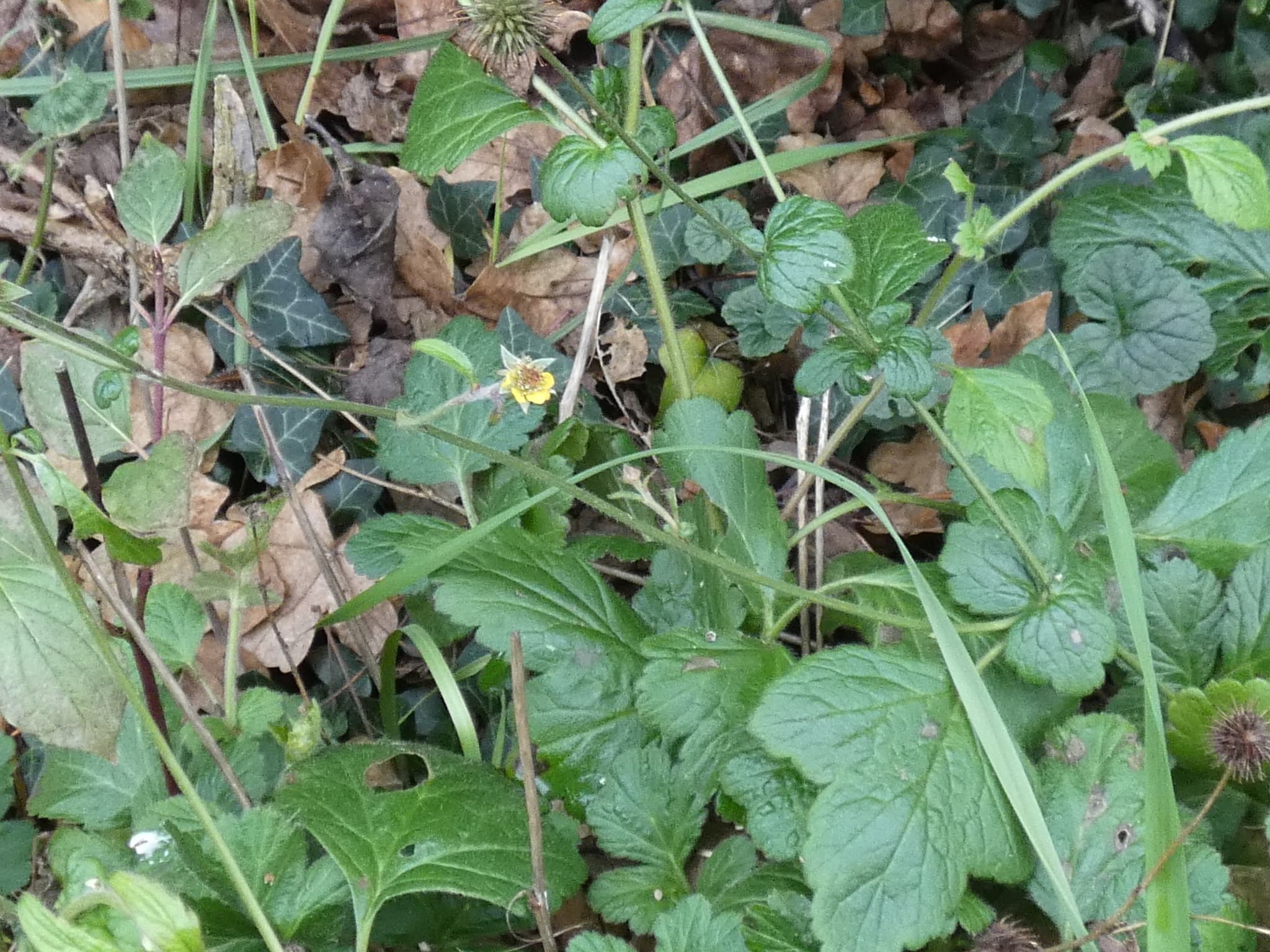 Avens