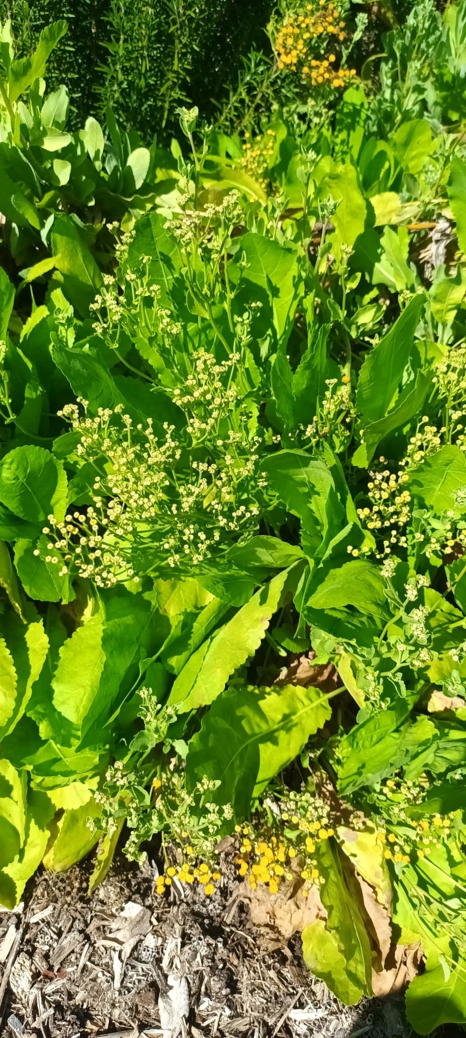 Alecost (Costmary)