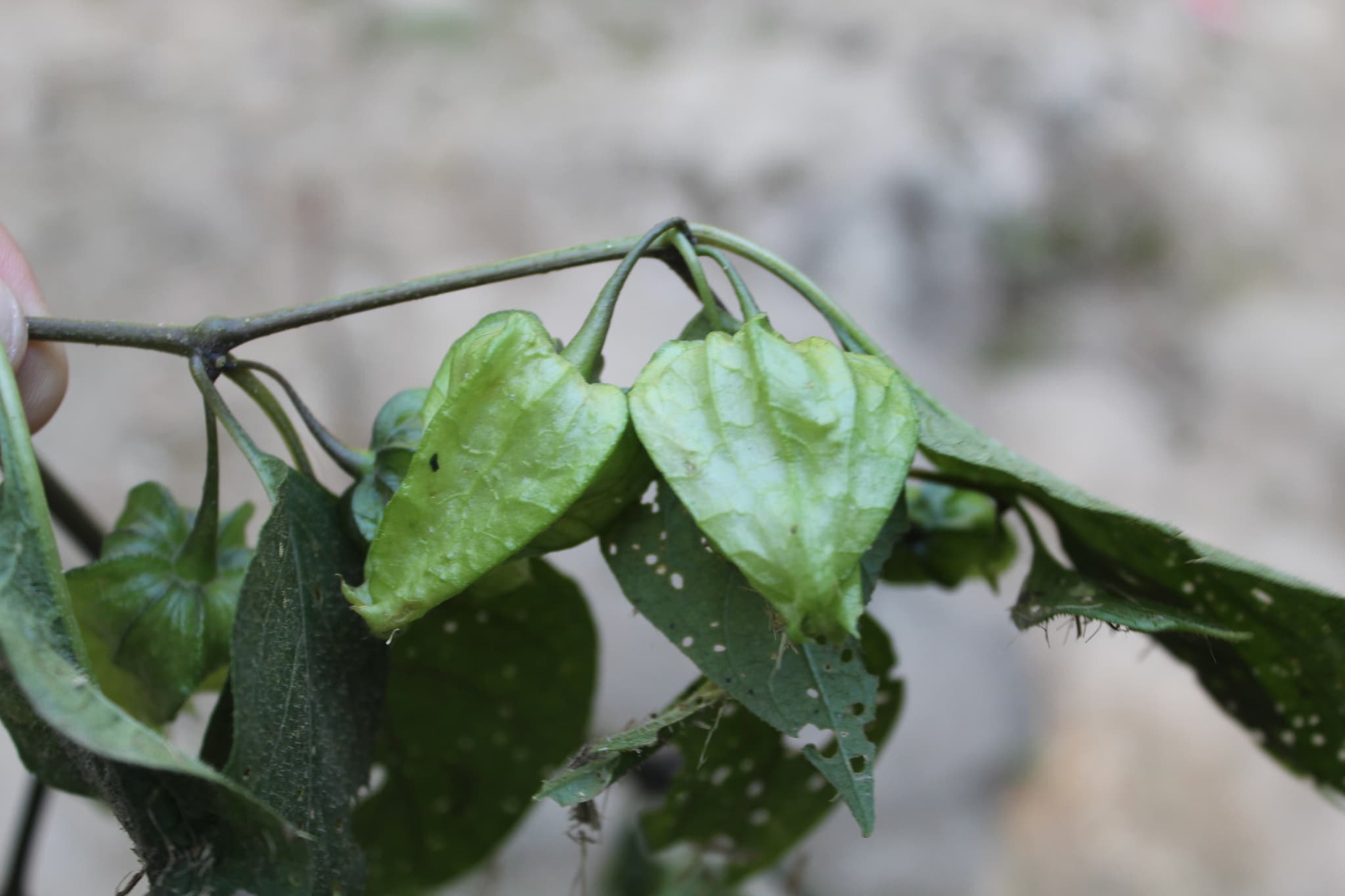 Tzeltalia gracielae