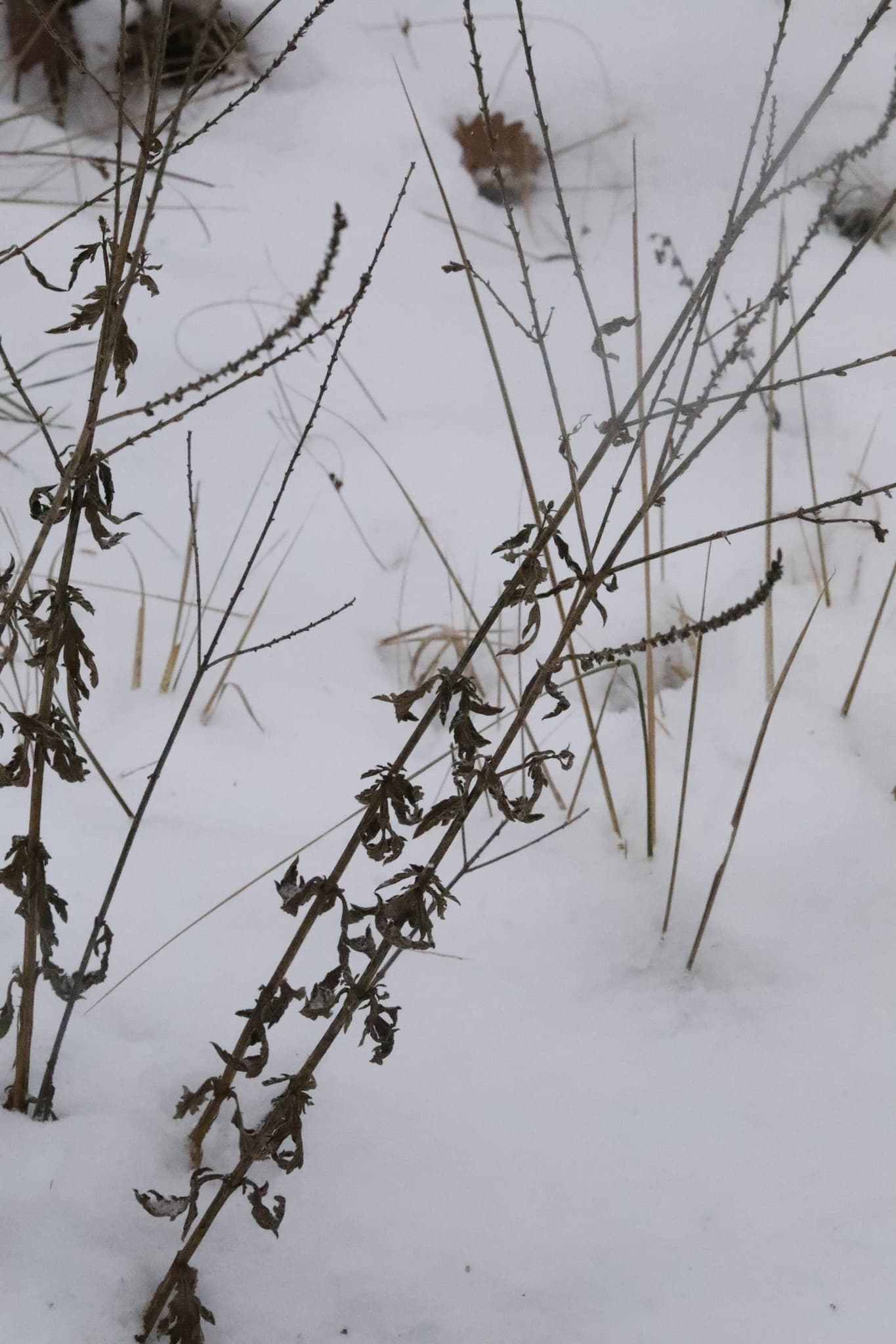 Vervain