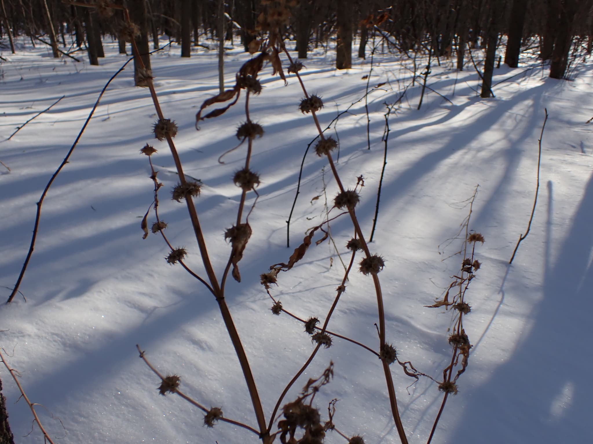 Motherwort