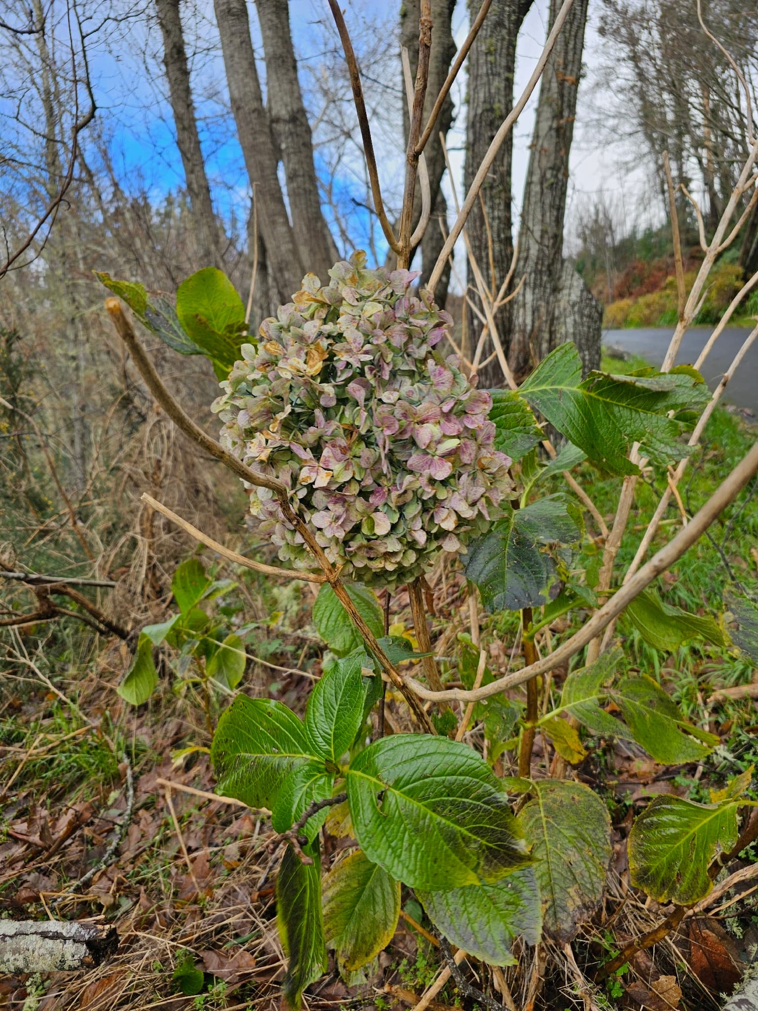 Hydrangea nahaensis