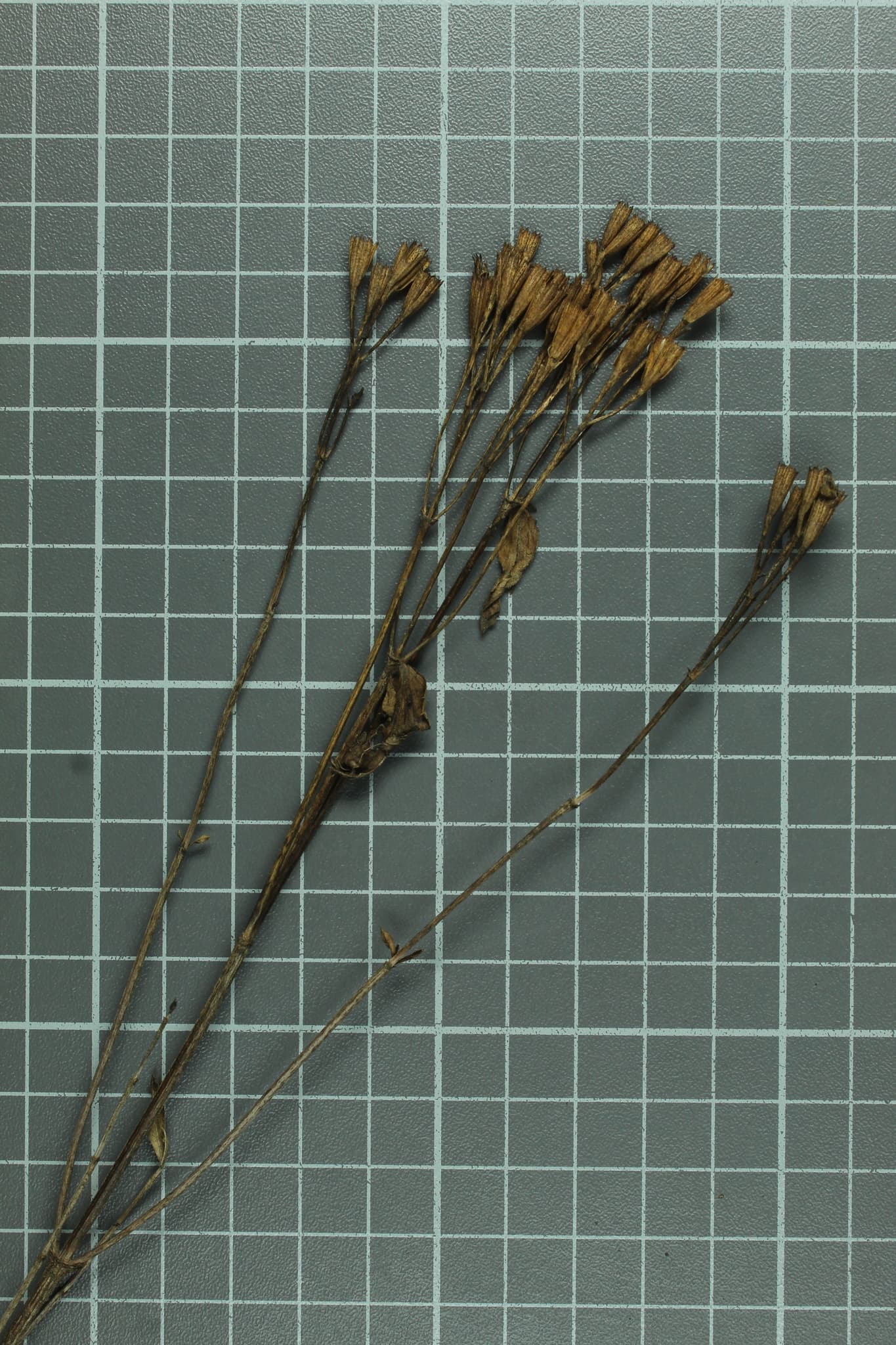 Mexican Tarragon