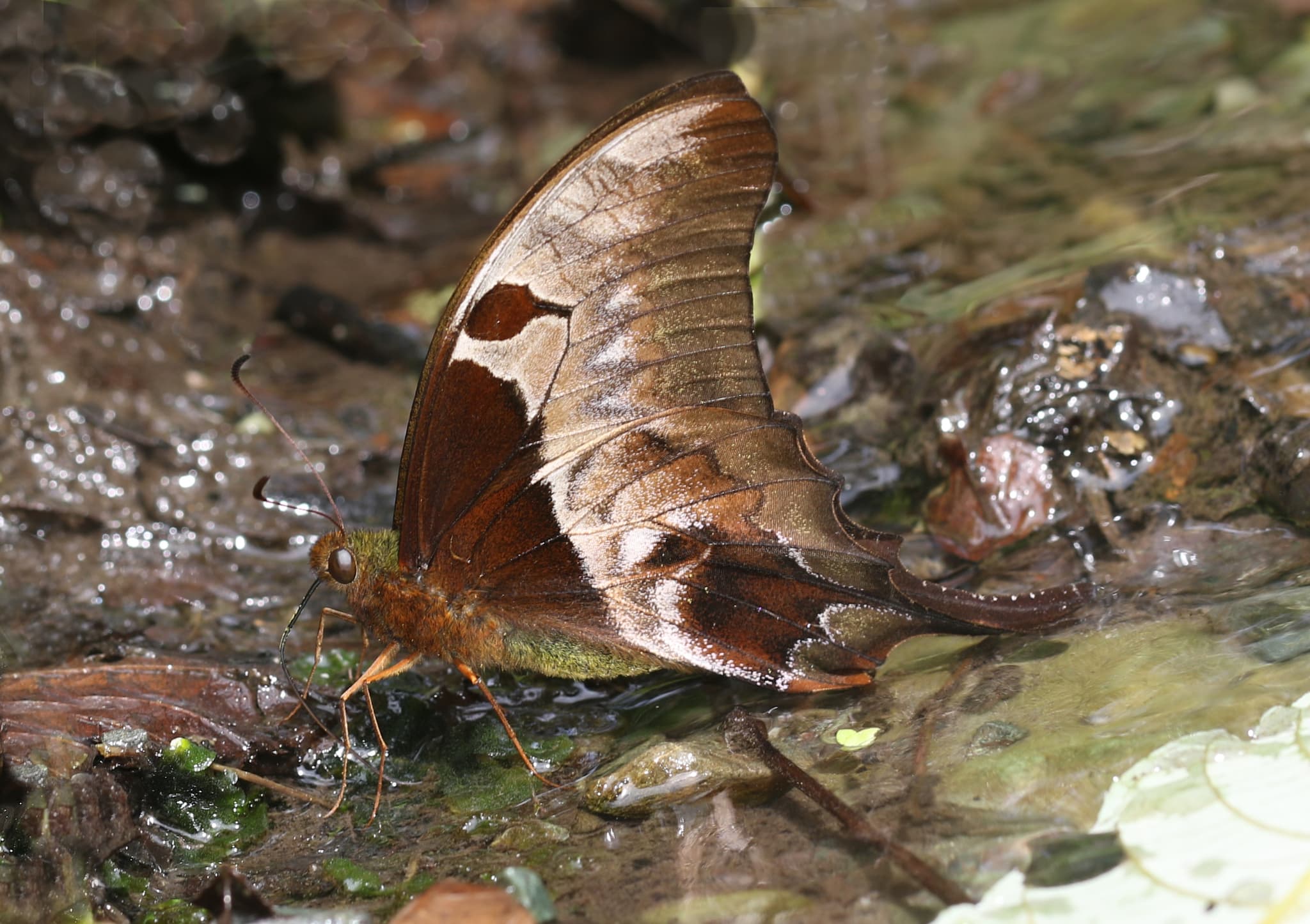 Meandrusa ciminius