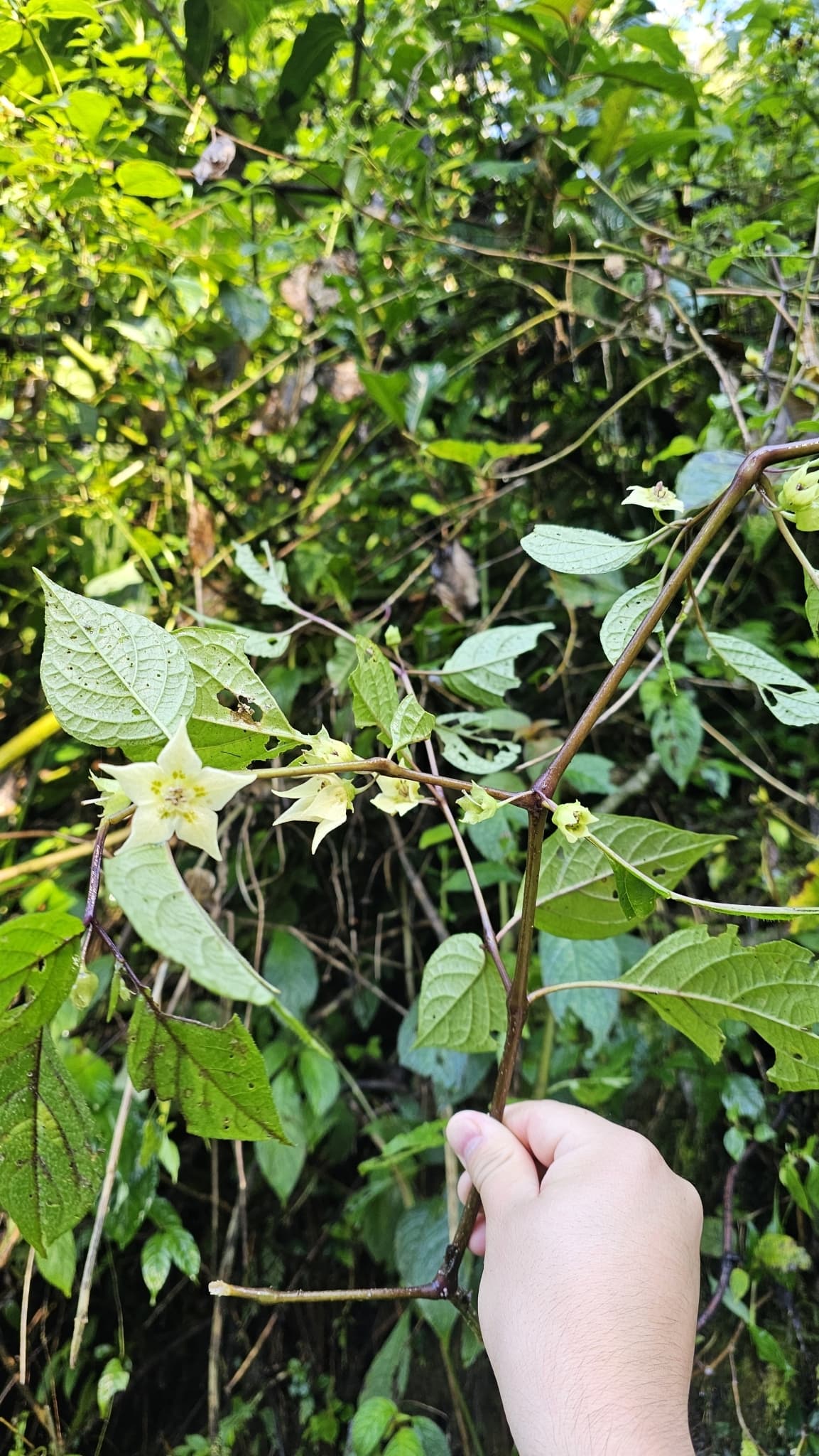 Tzeltalia Gracielae