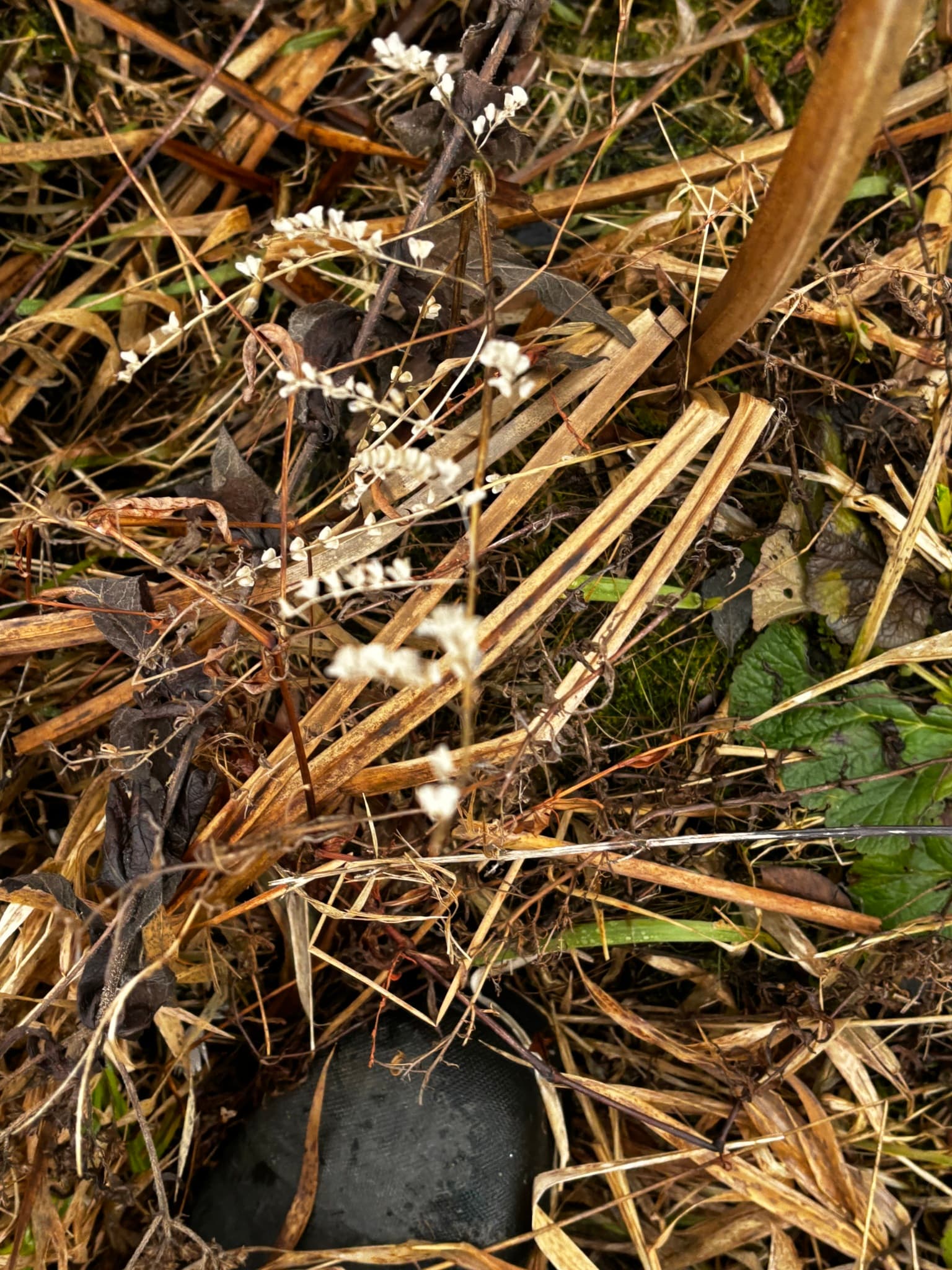 Skullcap